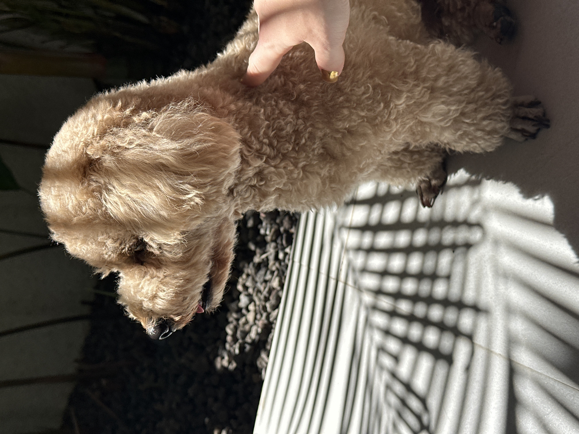 A tan-colored, curly-haired dog, possibly a poodle mix, is being petted by a light-skinned hand with a gold ring. The dog is lying on a tiled surface with a shadow pattern resembling a palm frond. The surrounding environment includes dark gravel and partial views of foliage. The location is North Kuta, Indonesia.