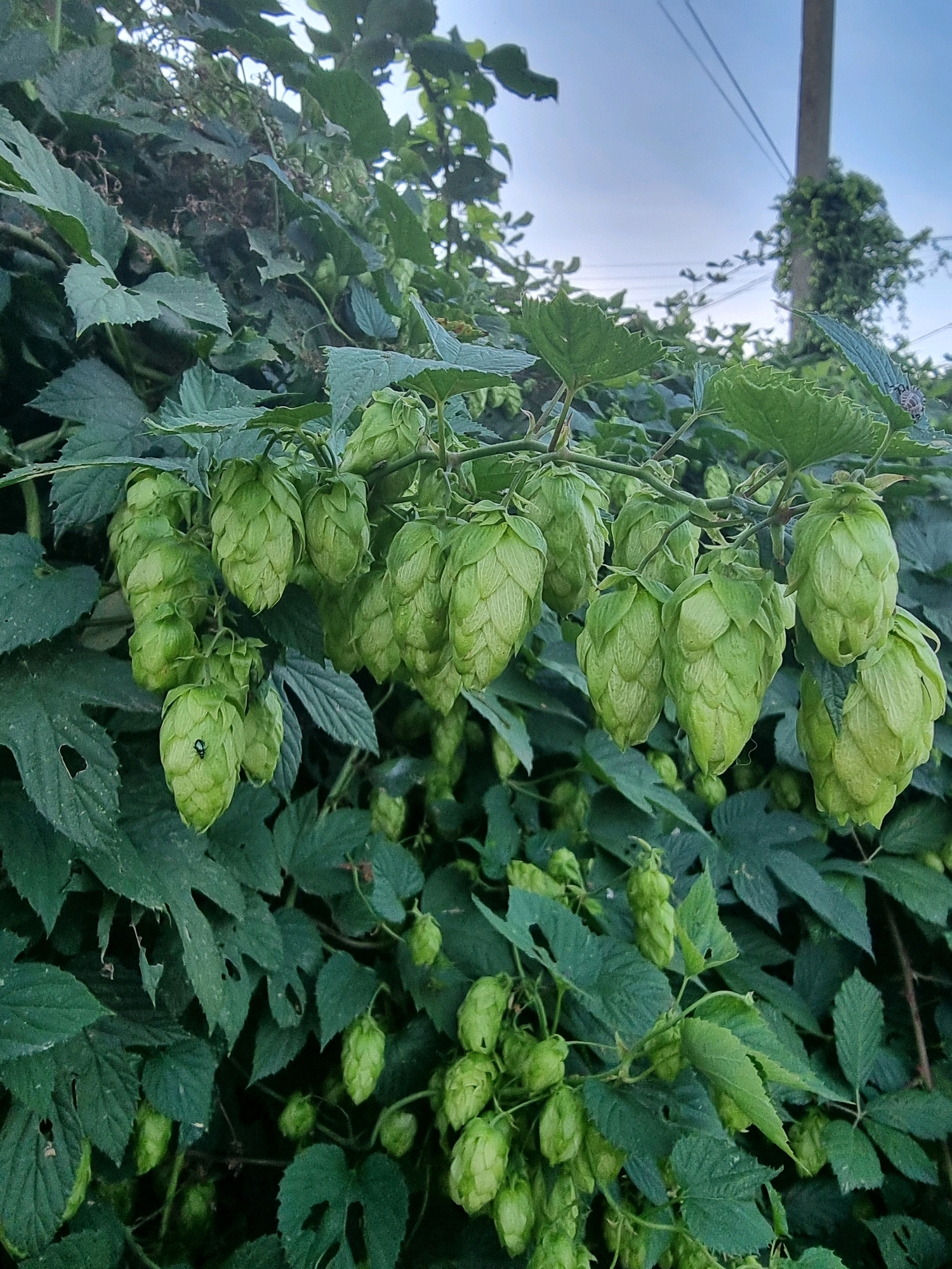 The image depicts a cluster of ripening hops growing on a vine. The hops are a vibrant green, cone-shaped, and hang in bunches from a leafy plant. The leaves are large, lobed, and serrated. In the background, a utility pole with wires is visible, partially obscured by the foliage. The sky is a pale blue, suggesting it is either early morning or late afternoon. There is a small, dark-colored insect with reflective wings on one of the hop cones in the foreground. This scene appears to be outdoors, in an area where hop plants are cultivated, potentially in a garden or rural setting within or near the city of Kryvyi Rih, Ukraine.