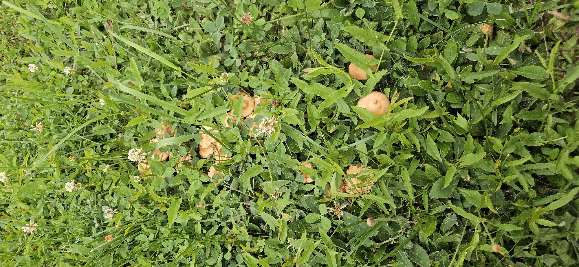 The image depicts a patch of green grass with several small, orange mushrooms growing amongst the foliage. White clover flowers are also visible throughout the scene. The mushrooms appear to be in clusters and scattered individually. The overall environment is natural and appears to be outdoors in a grassy area. There are no people or signs of human activity other than the potential presence of the mushrooms. The location in Рождествено, Russia, is noted but not visually represented in the image itself.