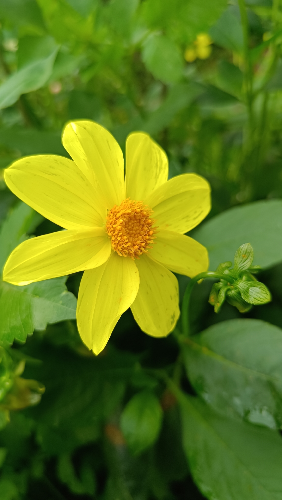 This is a close-up, vertical shot of a yellow flower with multiple petals and an orange, textured center. The flower is in focus, and the background consists of blurred green leaves and foliage. To the right of the flower, a small, green bud on a stem is also visible. The image appears to have been taken outdoors. There is no indication of Karsha, Russia, or any people in the image.