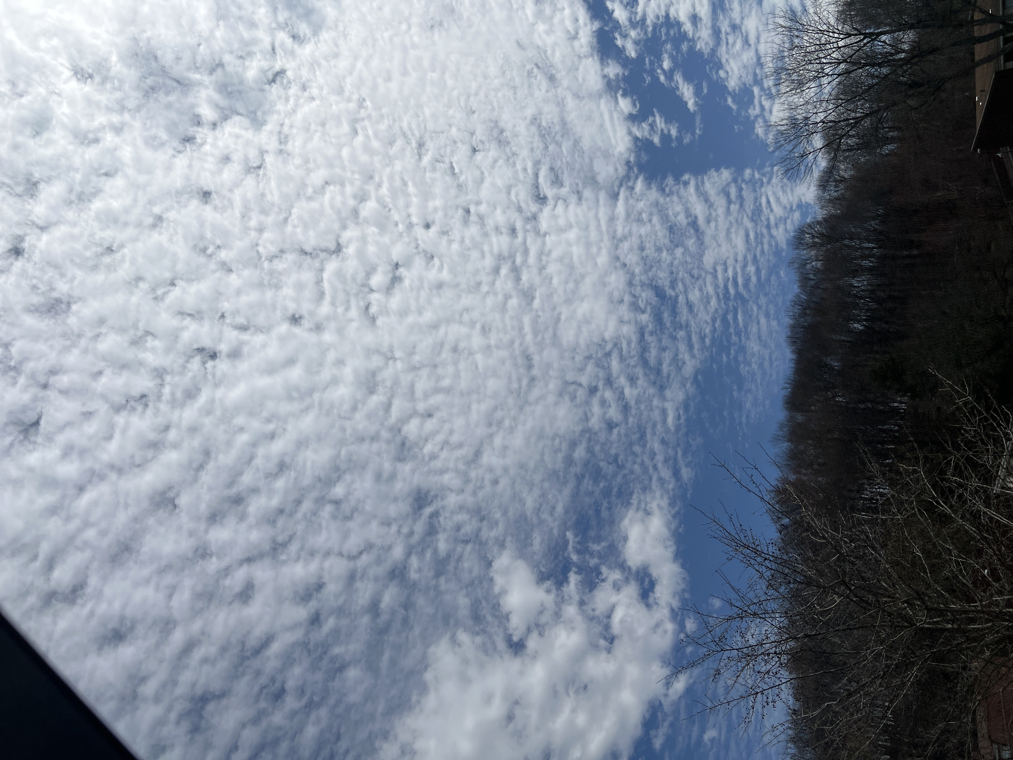 The image shows a view of the sky, dominated by a field of altocumulus clouds with patches of blue sky visible between them. At the right edge of the frame, tree branches and the dark silhouette of a forested area are visible, suggesting an urban or suburban setting where nature is integrated with human development. The specific location is within the City of Kingston, United States of America.