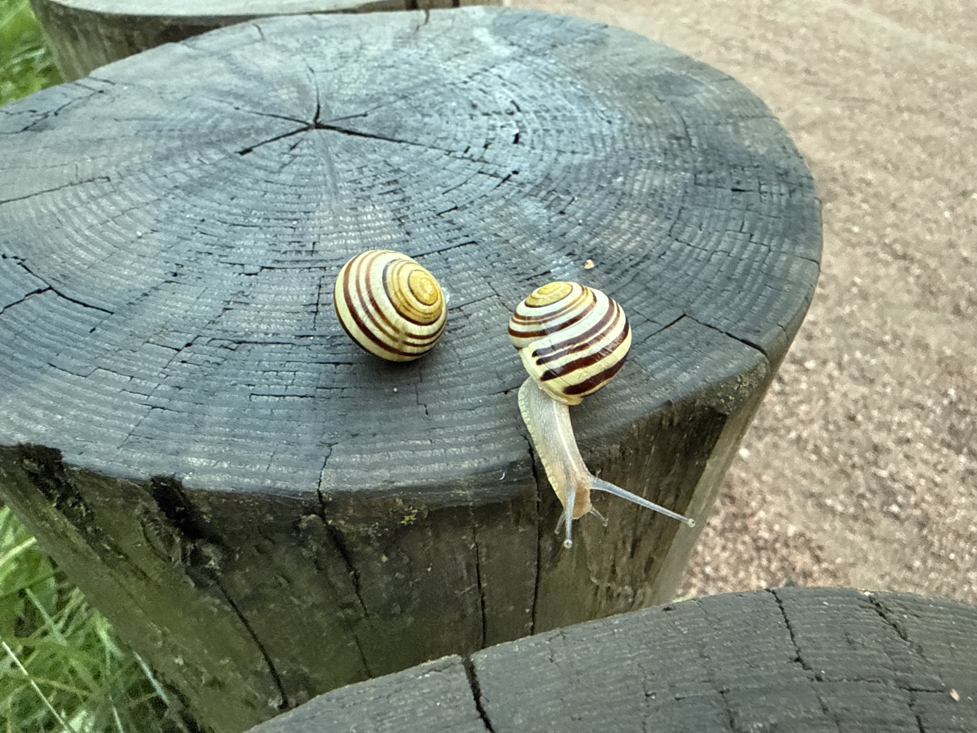 Two garden snails with striped shells are on the rough, weathered surface of a wooden log. One snail is stationary, while the other is crawling down the side of the log. The log is part of an outdoor setting, with grass visible in the lower left corner and a gravel path in the background. The image appears to be taken in daylight. There is no information to determine the location in Moscow, Russia.
