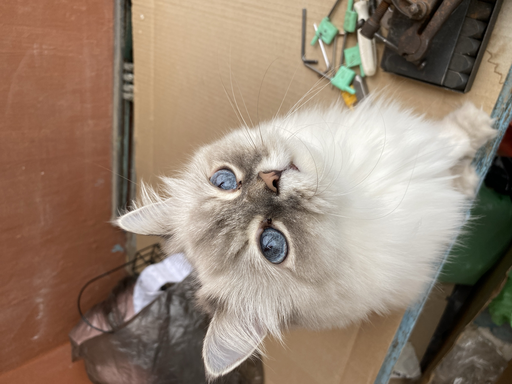 A close-up, eye-level shot features a fluffy, light-colored cat with striking blue eyes, looking directly up at the camera. The cat's fur is predominantly white with gray markings on its face and ears. Its eyes are wide open, and its gaze is intense. The background is a muted, textured surface, possibly a cardboard box, with some blurred objects on the right side, including what appears to be a collection of tools or small hardware items. A dark trash bag is visible in the upper left corner. The overall lighting suggests an outdoor or dimly lit indoor environment. The image does not contain any identifiable landmarks or contextual clues that would indicate its location in Chaikovsky, Russia.