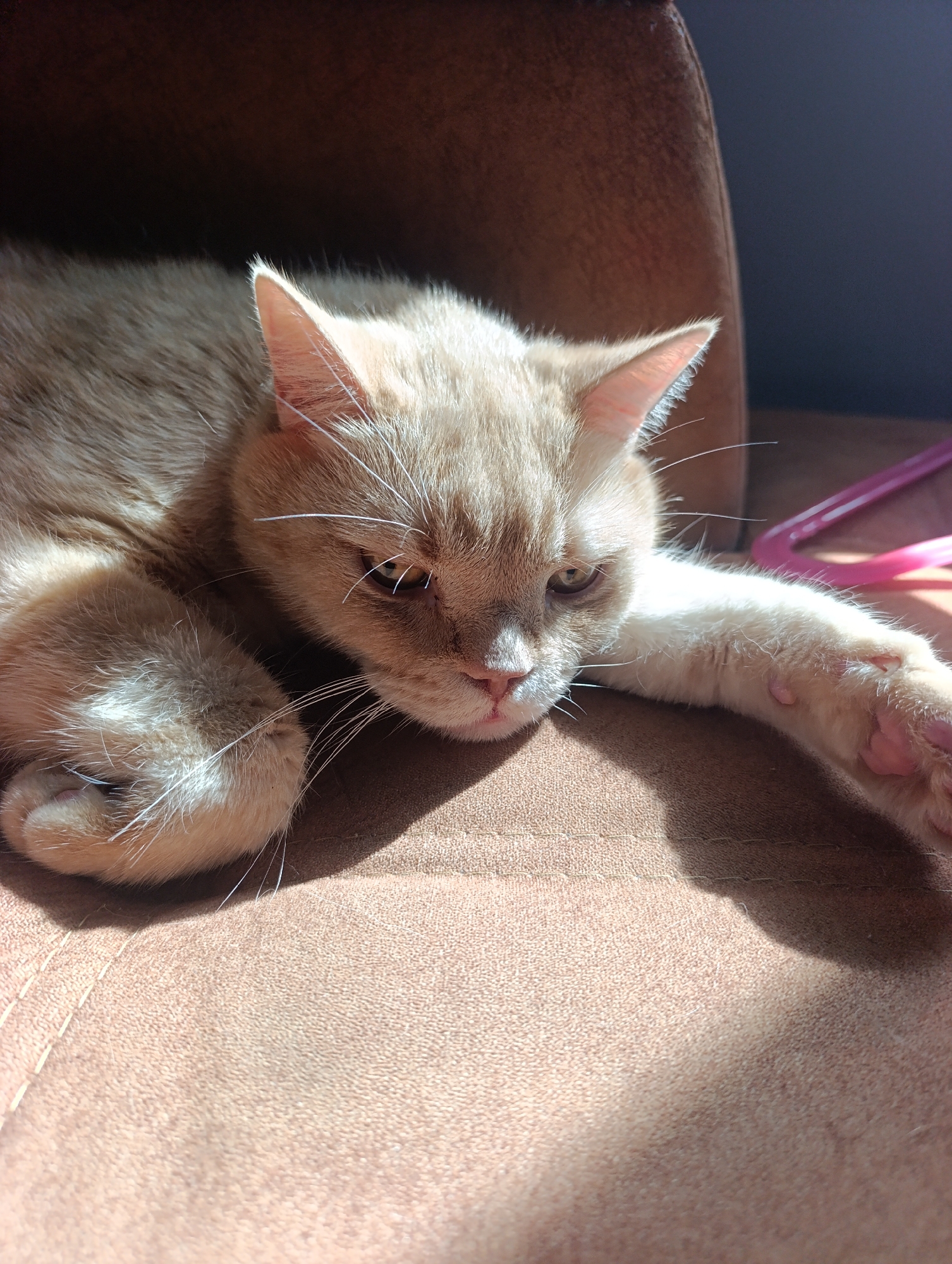 A close-up, eye-level shot shows a light orange cat lounging on a brown textured surface, possibly upholstery. The cat is lying on its side with its head resting on its paws and one foreleg extended. Sunlight streams in from the left, casting a diagonal shadow across the scene and illuminating the cat's fur and the surface it's on. The cat's eyes are partially closed, and its expression appears relaxed or sleepy. A bright pink object is partially visible in the upper right corner, out of focus. The background is dark and indistinct. This scene is located in Ivanovka, Russia.