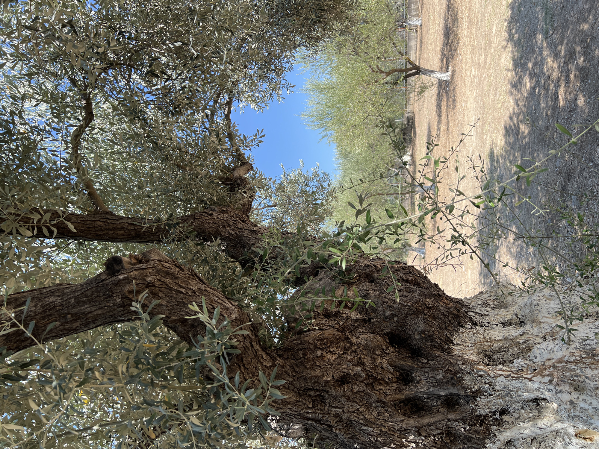 The image displays a close-up view of the trunk of a mature olive tree in Eretria Municipal Unit, Greece. The tree's bark is deeply fissured and textured, with a significant portion of its base coated in white paint, likely for protection. Overhanging branches and foliage from the same tree create a natural frame on the left and top sides of the image.
In the background, a sun-drenched olive grove is visible under a clear blue sky. Several younger olive trees, with white-painted bases similar to the foreground tree, are scattered across the dry, earthy ground. The ground is covered with fallen leaves and dry vegetation, indicating a Mediterranean climate. Shadows from the trees are cast across the ground, suggesting it is daytime, likely mid-morning or afternoon given the angle of the sunlight. No people are present in the scene. The overall impression is one of a tranquil, sunlit rural landscape characteristic of the Greek countryside.