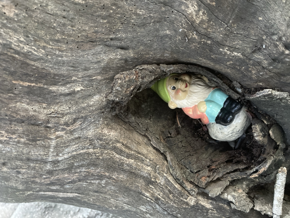 A garden gnome is nestled within a hollowed-out portion of a tree trunk. The gnome has a green hat, a white beard, a pink shirt, blue sleeves, and black shoes. The surrounding wood is gray and textured with cracks and ridges. The gnome appears to be peeking out from its hiding place.