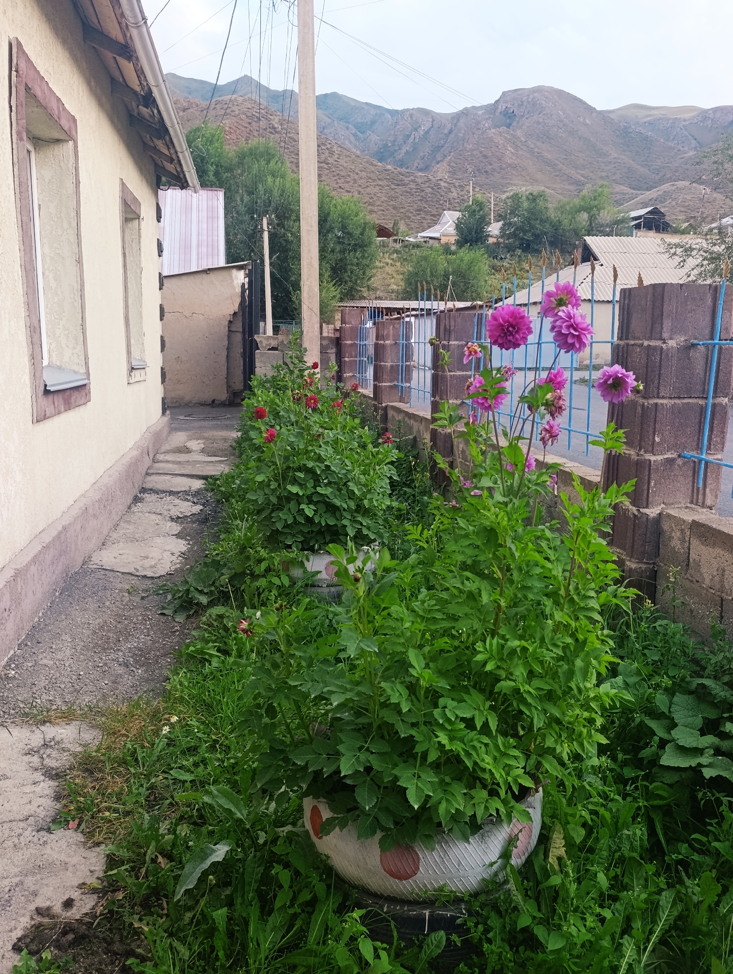 In Naryn City, Kyrgyzstan, a narrow, uneven concrete path runs alongside a cream-colored building with brown trim around its windows. The building has a small section of corrugated metal siding visible at the rear. To the right of the path, a vibrant garden blooms. Pink dahlias are prominently displayed in the foreground, with other red dahlias and lush green foliage filling the space. A large, repurposed tire serves as a planter for some of the dense greenery. Behind the garden, a blue metal fence with brown posts separates the property from a wall constructed from stacked bricks. In the background, scattered houses and trees are nestled against a backdrop of rolling, barren mountains under a cloudy sky. A utility pole and overhead wires are also visible.