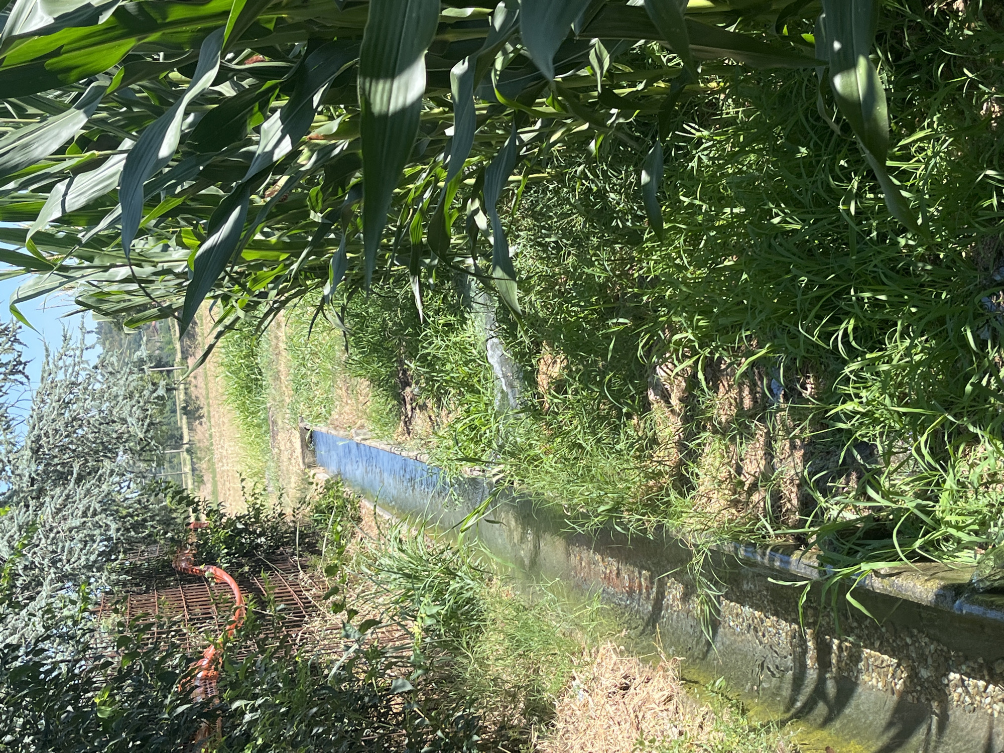 The image depicts an irrigation ditch running through a field, bordered by corn stalks on the right and dense foliage and a rusty metal fence on the left. The ditch contains clear water, with some vegetation growing along its edges and within the water. In the background, a cultivated field can be seen under a clear blue sky. The scene is consistent with a rural agricultural setting in Castiglione delle Stiviere, Italy.