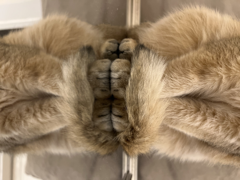 A symmetrical close-up shows a cat lying on a glass surface. The cat's paws and parts of its furry body are pressed against the glass, creating a mirrored effect. The paws' soft pads are visible. The cat's fur is a mix of light brown and beige, giving it a warm tone. The reflection on the glass enhances the symmetry, making it difficult to discern the actual form of the animal.