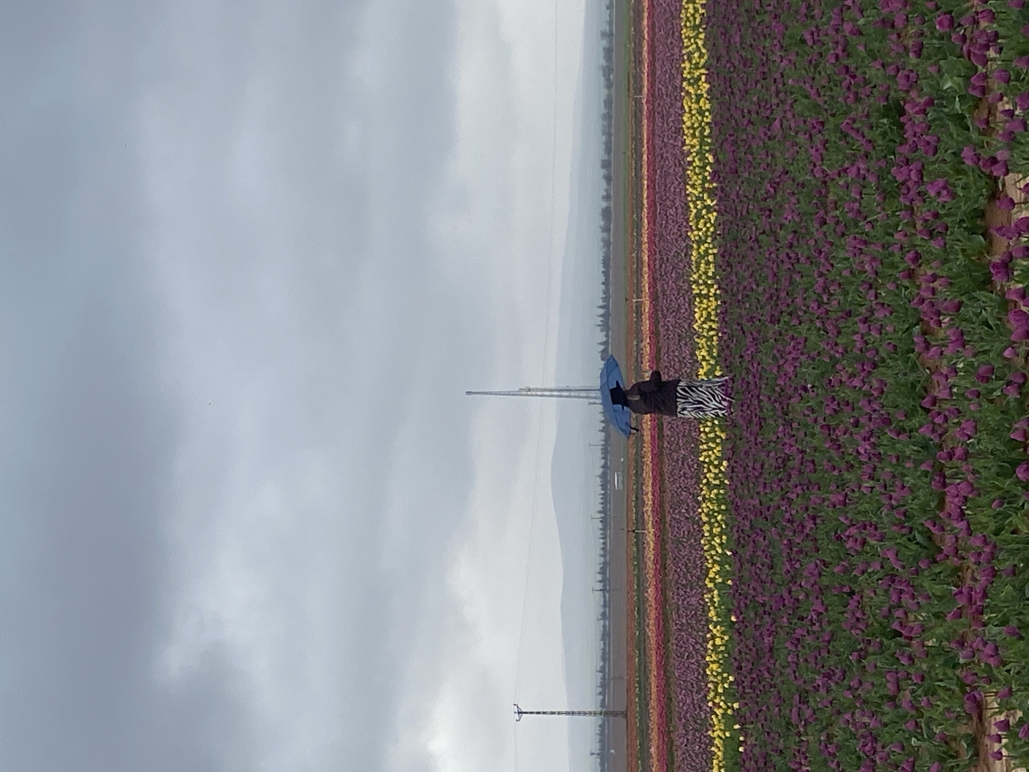 A person with a blue umbrella stands in a tulip field in Kazımkarabekir, Turkey. The field has rows of purple, yellow, and red tulips. Utility poles are visible in the background, as well as mountains in the distance. The sky is overcast.