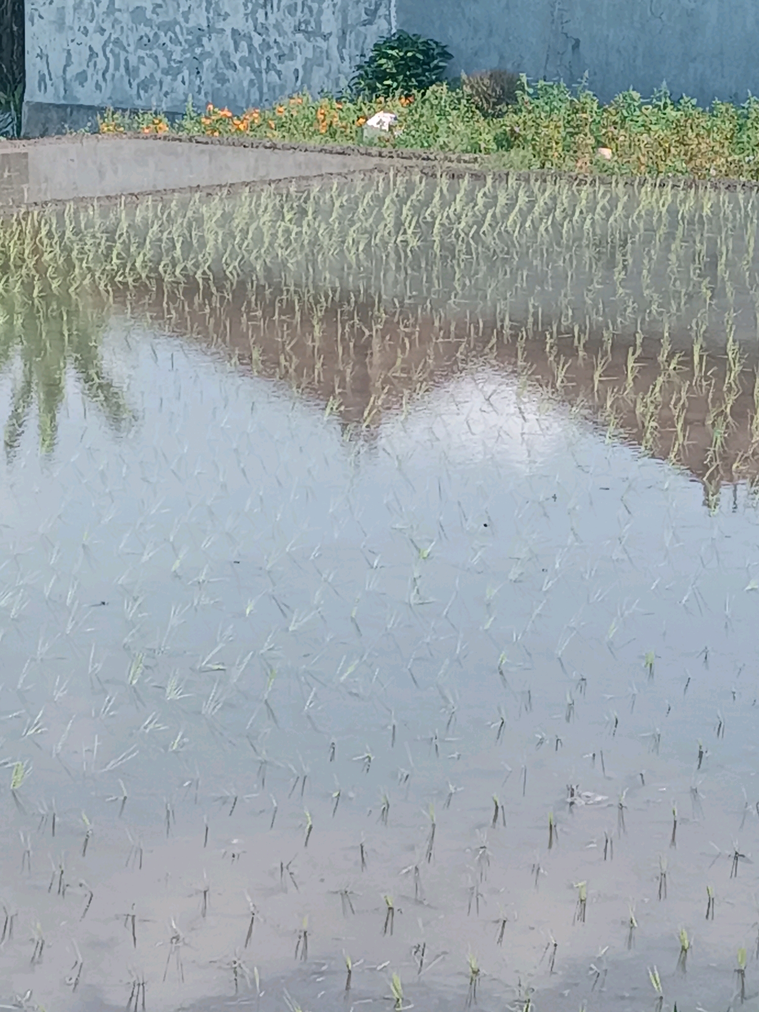 A flooded rice paddy in Tabanan, Indonesia, reflects the sky and surrounding greenery. The foreground is filled with rows of young rice shoots submerged in shallow water. The midground shows more mature rice plants bordering the paddy, with some yellow and orange flowers blooming along the edge. In the background, a textured gray wall and lush green foliage are visible. The overall scene depicts a tranquil rural landscape characteristic of Tabanan.