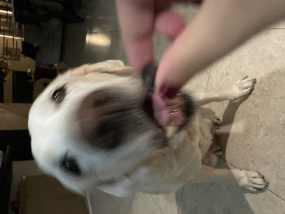 This image depicts an indoor scene in Coatzacoalcos, Mexico. A light-colored dog, appearing to be a Labrador Retriever or similar breed, is positioned centrally, low to the ground. Its head is blurred from motion as it lunges forward with its mouth open and tongue extended, attempting to receive a small, dark-colored treat. The treat is held between the thumb and forefinger of a human hand, visible in the lower right quadrant. The human hand exhibits manicured nails painted with dark red polish. The dog's eyes are visible, reflecting ambient light. The environment consists of a light-colored tiled floor and an out-of-focus background displaying indistinct indoor furnishings and lighting, consistent with a domestic setting.