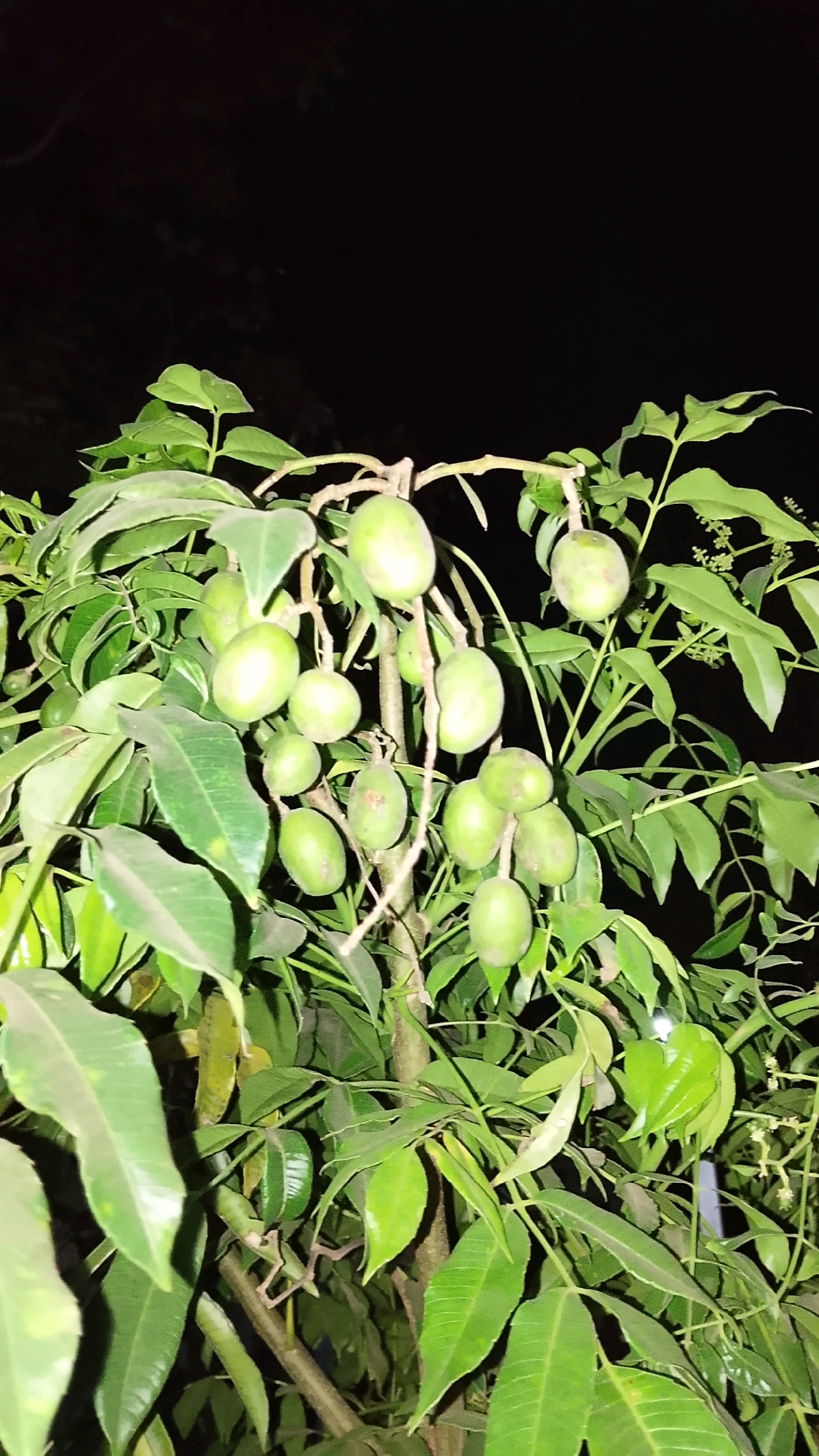 An outdoor medium shot captures a branch of an olive tree laden with unripe green olives against a dark, out-of-focus background. The tree is lit from the front, illuminating the leaves and fruit. The leaves are a vibrant green, and many are visible, some overlapping. The olives are oval-shaped and clustered together on the branch. The scene is dark, suggesting it was taken at night or in a shaded area. The location is specified as Labuhan Ratu Delapan, Indonesia.