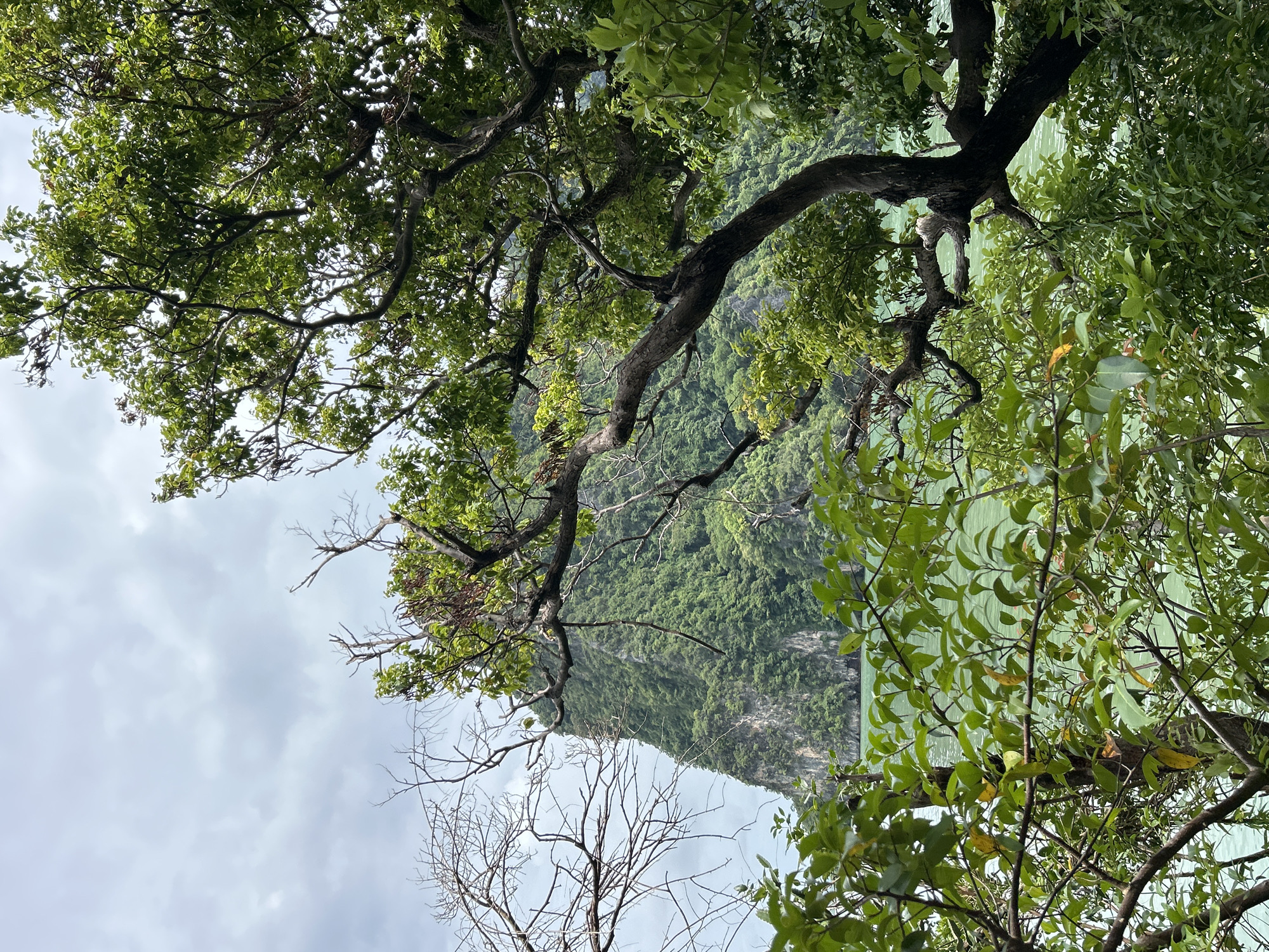 A vertical, medium shot captures a lush tropical landscape in Tambon Krasom, Thailand. In the foreground, the dark, gnarled branches of a tree dominate the right side of the frame, their leaves a vibrant green. To the left, bare branches create a stark contrast against the verdant scenery. Beyond the foliage, a sheer, jungle-covered limestone cliff rises dramatically from the emerald-green ocean. The sky above is overcast with a soft, diffused light. The scene is devoid of any people, animals, or man-made structures, presenting a serene and natural panorama.