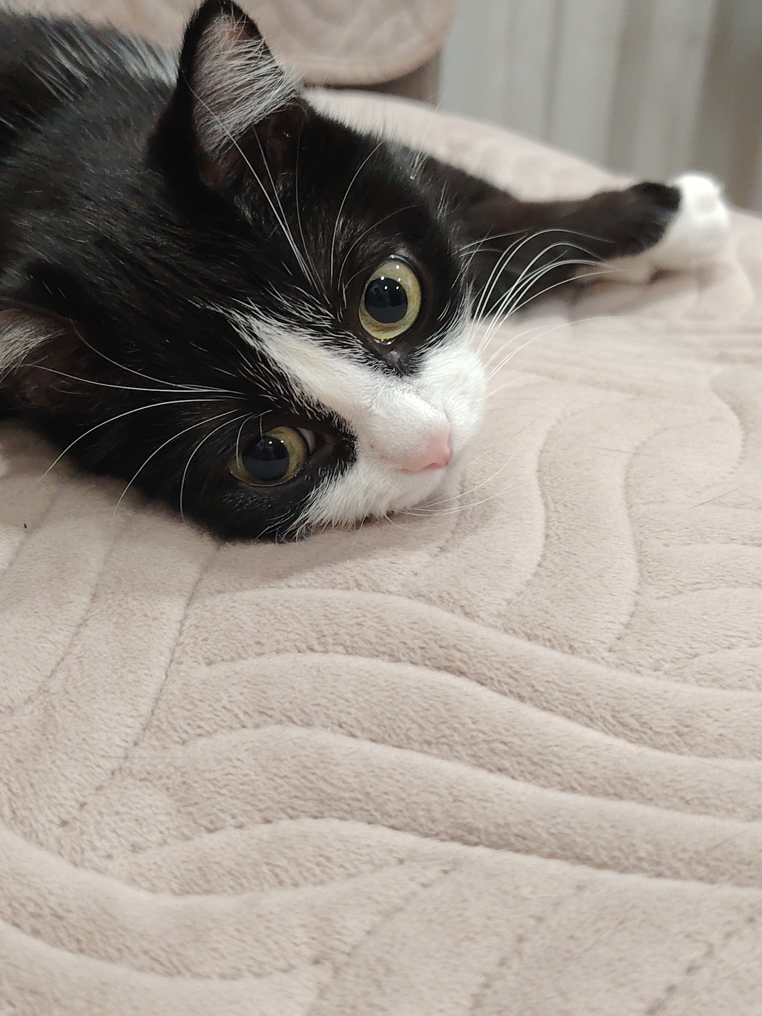 A black and white kitten is lying on a beige, textured blanket. The kitten is resting its head on its paws, with its body stretched out to the side. Its eyes are large and green, looking directly at the camera. The kitten's fur is sleek and short, with distinct black and white markings. A small pink nose and delicate white whiskers are visible. The background is out of focus, but appears to be an indoor setting. The lighting is soft, suggesting it could be daytime or evening indoors. There is no visible text in the image.