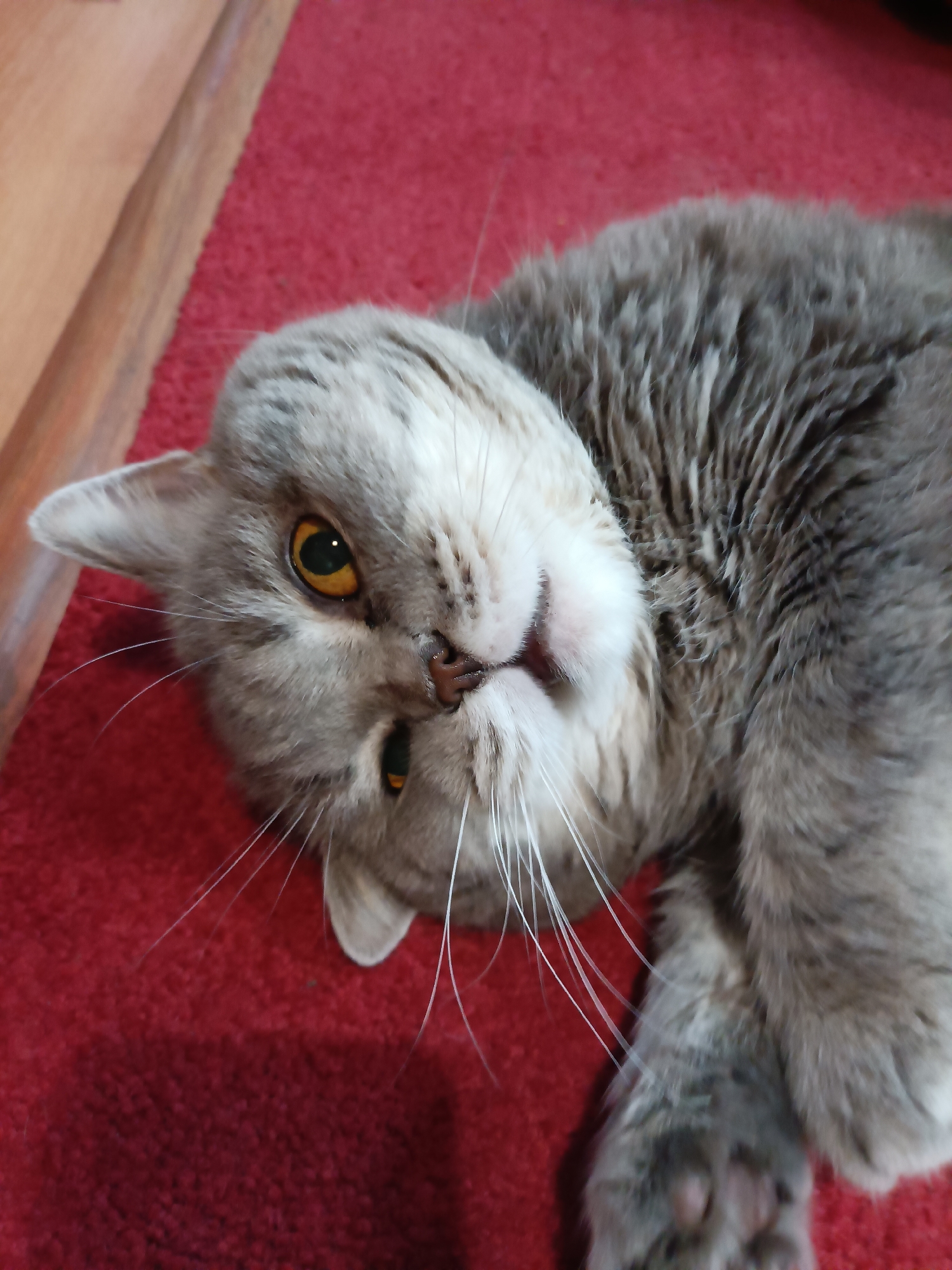 A light gray and white cat with orange eyes is lying on its back on a red carpet, with its head tilted. To the left of the cat, a wooden surface is visible, possibly part of a table or furniture. The scene appears to be indoors, possibly in a residential setting in Bataysk, Russia.