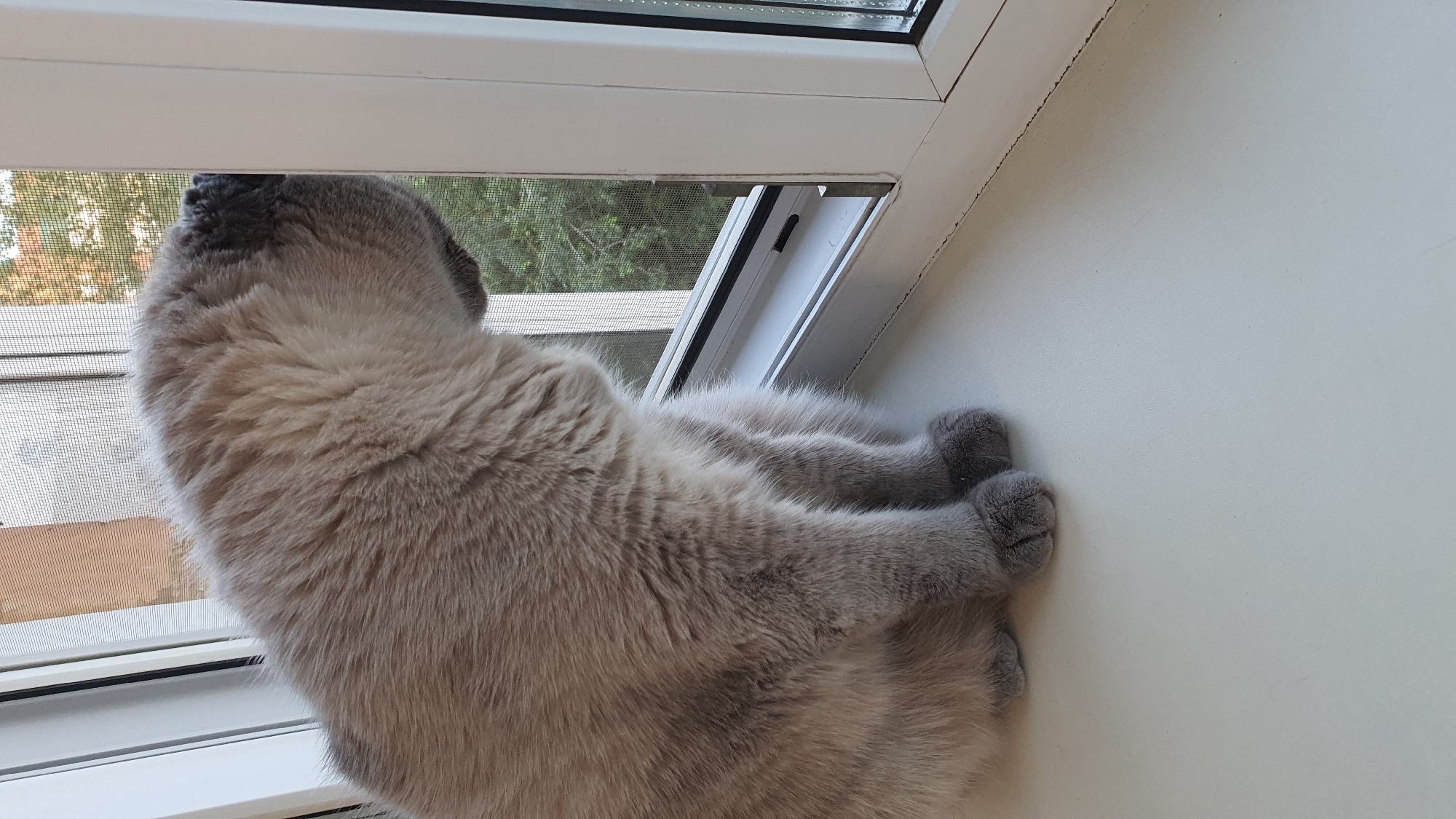 A fluffy, light gray cat with dark gray markings on its face is sitting on a white windowsill, looking out through a window screen. The cat's face is pressed against the screen. Outside the window, trees with green and orange foliage are visible. The window frame is white. The background of the image shows a building with a brown facade and a gray roof. The scene is indoors, suggesting a domestic setting within a city. Krasnoyarsk, Russia, is a large city in Siberia known for its natural beauty and industrial sector. The image depicts a common urban scene of a pet observing the outside world from the comfort of a home.