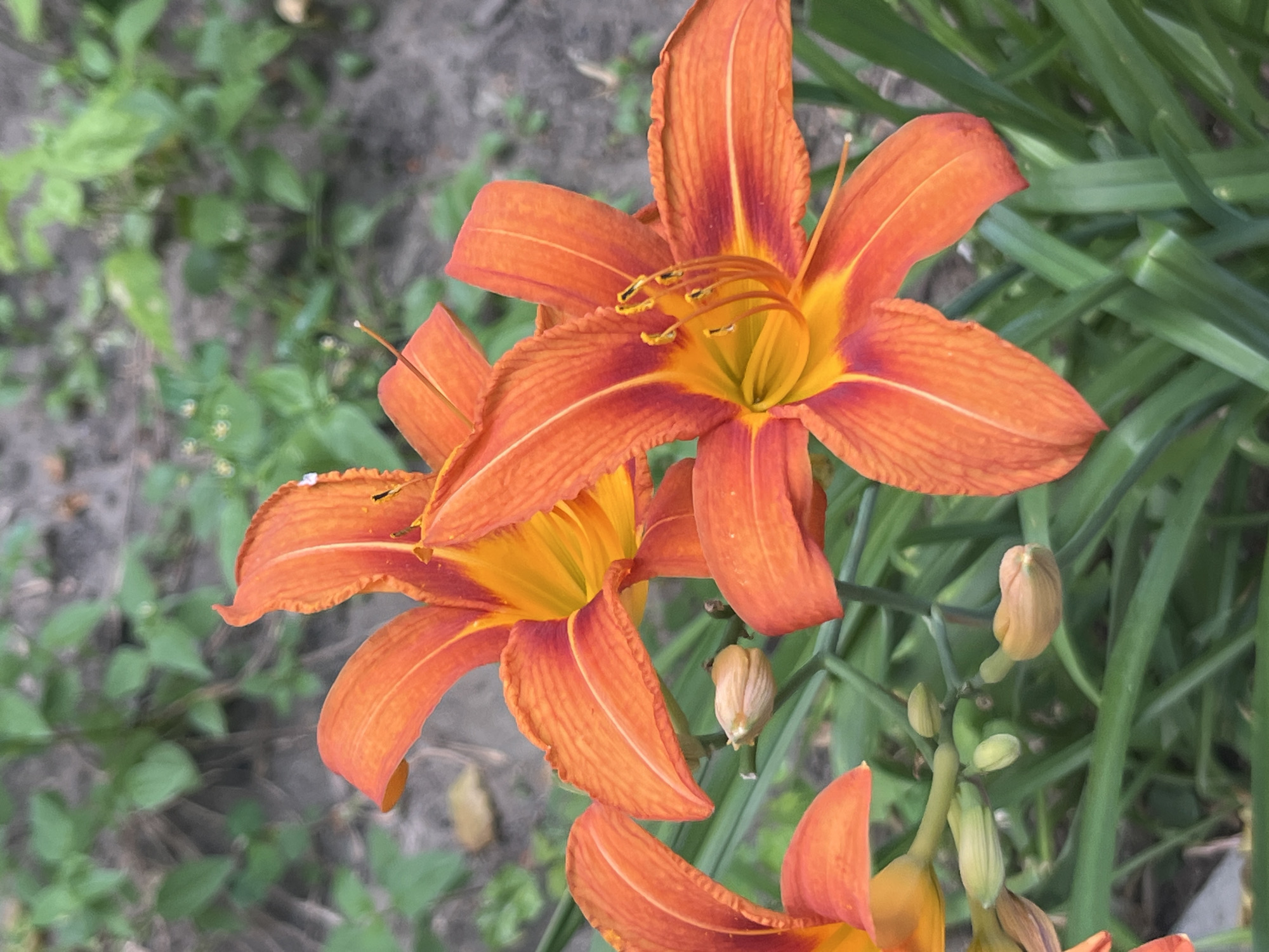 This is a close-up, eye-level, outdoor photograph of several bright orange daylilies with yellow centers, in bloom. The flowers are in the foreground, with their petals unfurled. There are also several buds, some unopened and some partially open, visible on the green stems. The background is out of focus, showing green foliage and gray ground. The image appears to be a natural setting, likely a garden or park. The exact location in Dnipro, Ukraine, is not discernible from the image itself.