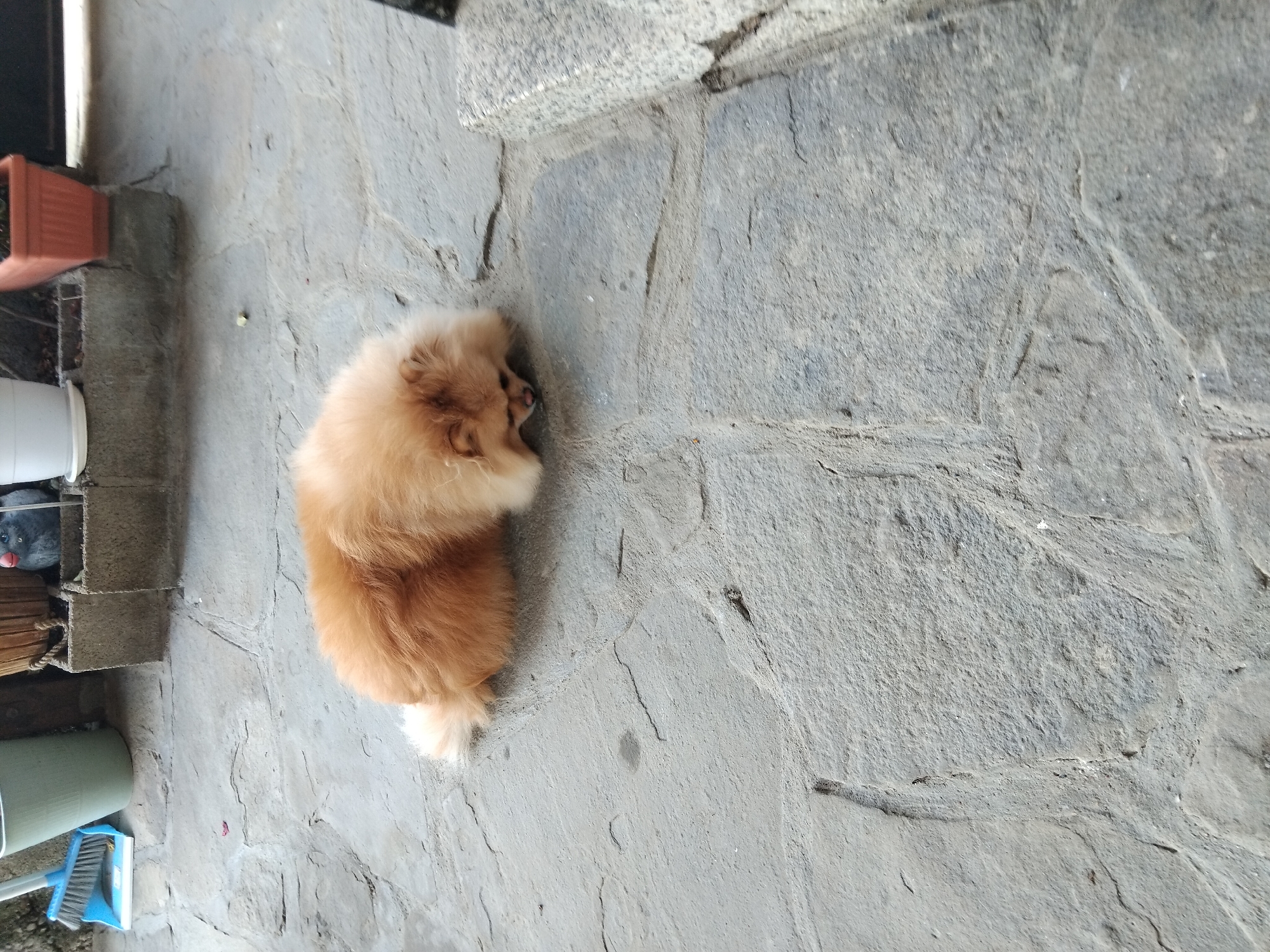 A tan Pomeranian dog is lying on a stone patio. The dog is curled up with its head down, facing the ground. Behind the dog, there are several planters and a broom and dustpan. The scene is outdoors, with natural light.