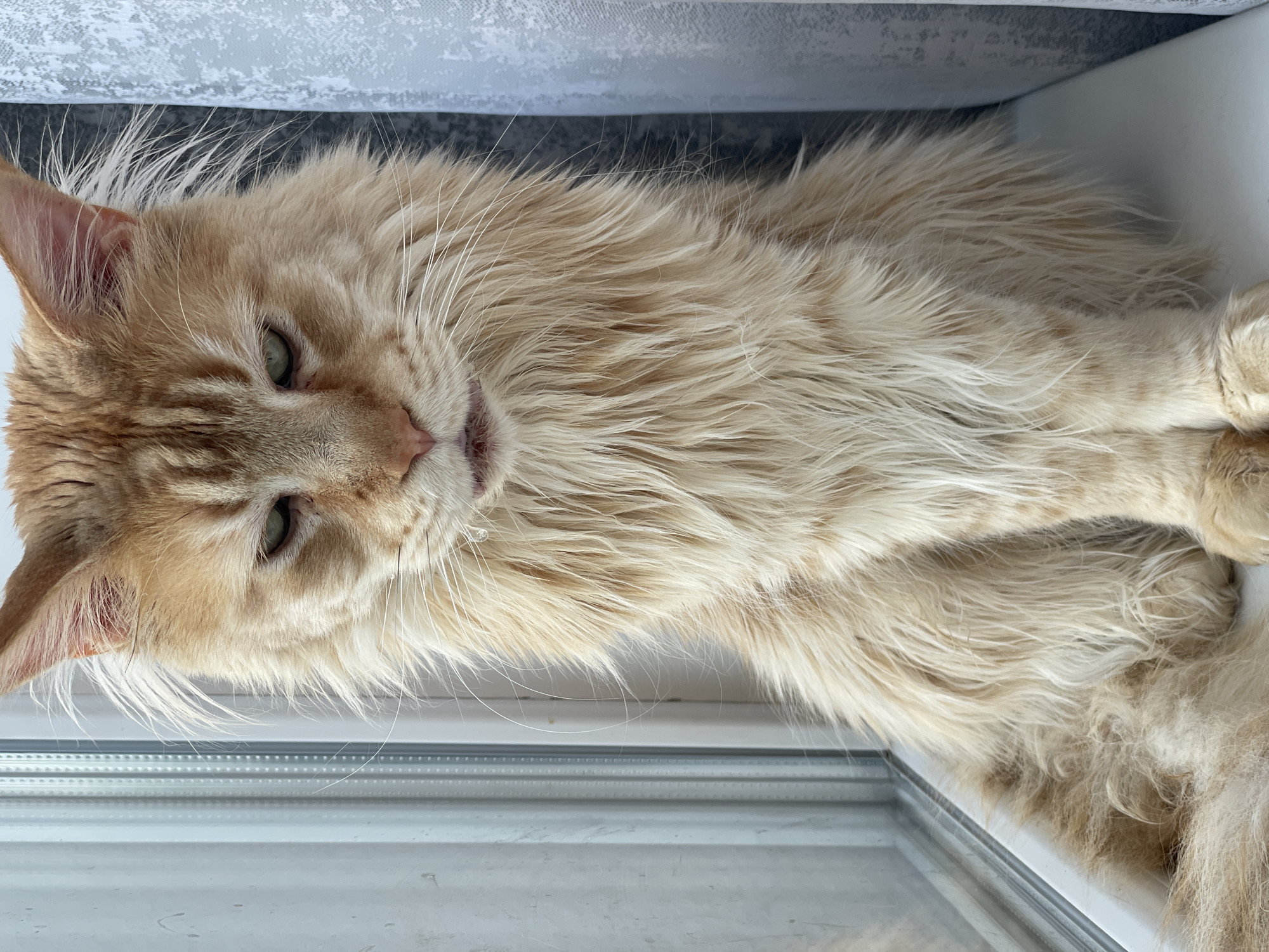A long-haired ginger cat with green eyes is sitting on a windowsill in Rozsoshentsi, Ukraine. The cat is facing forward and has a fluffy mane. To the left of the cat is a window with vertical blinds. To the right of the cat is a gray curtain.