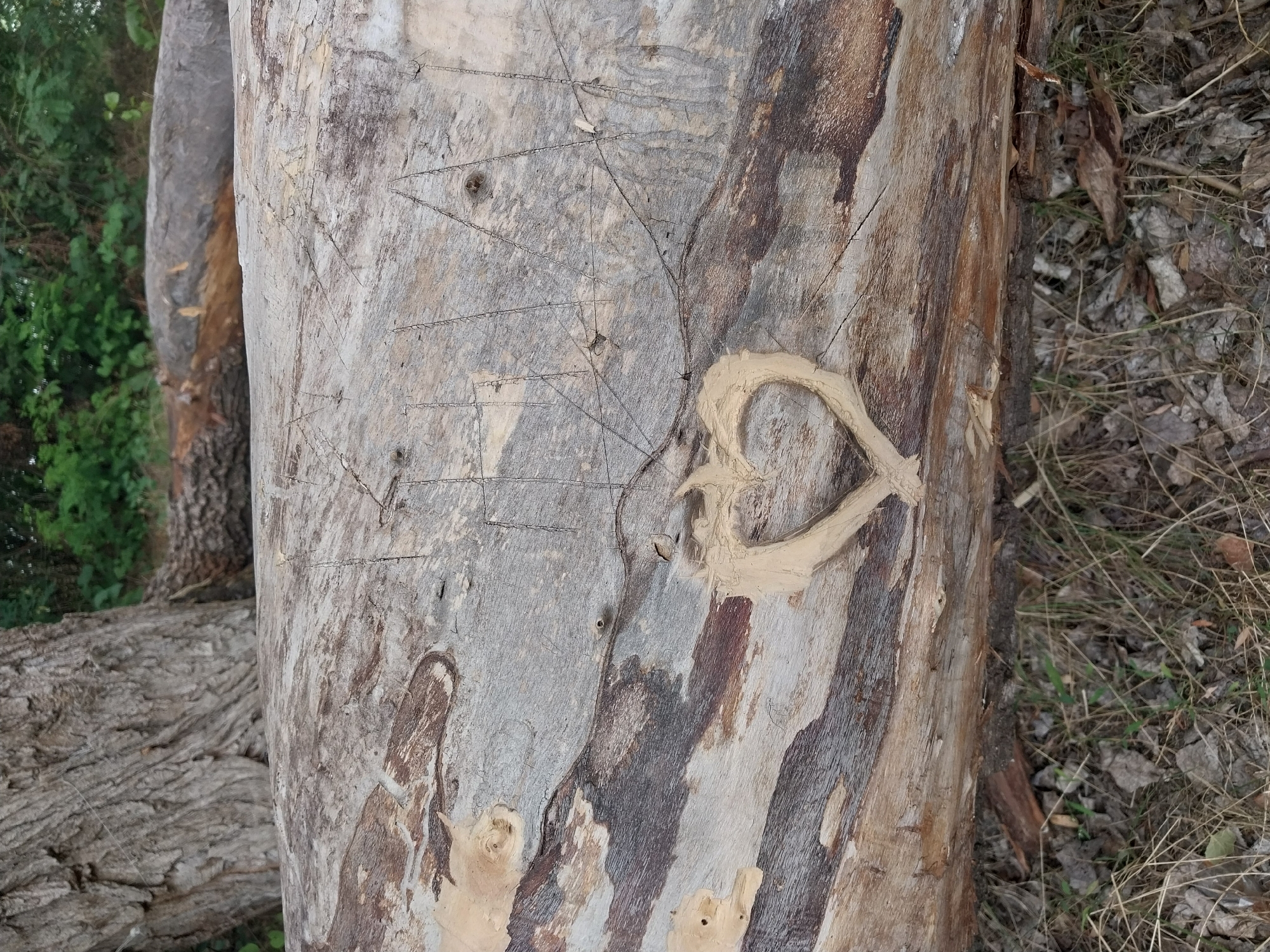 A close-up, eye-level view of a weathered, fallen tree trunk, likely located in a park or wooded area of Dnipro, Ukraine, shows intricate details of its surface. The trunk displays a mosaic of grey, brown, and light tan bark, with visible cracks and gouges. Several shallow, hand-carved markings are present on the surface, including what appears to be a heart shape filled with lighter-colored wood material, and some linear scratches that could be letters or symbols. In the background, blurred greenery suggests a natural environment. The ground beneath the trunk is covered with dry leaves and sparse grass.
