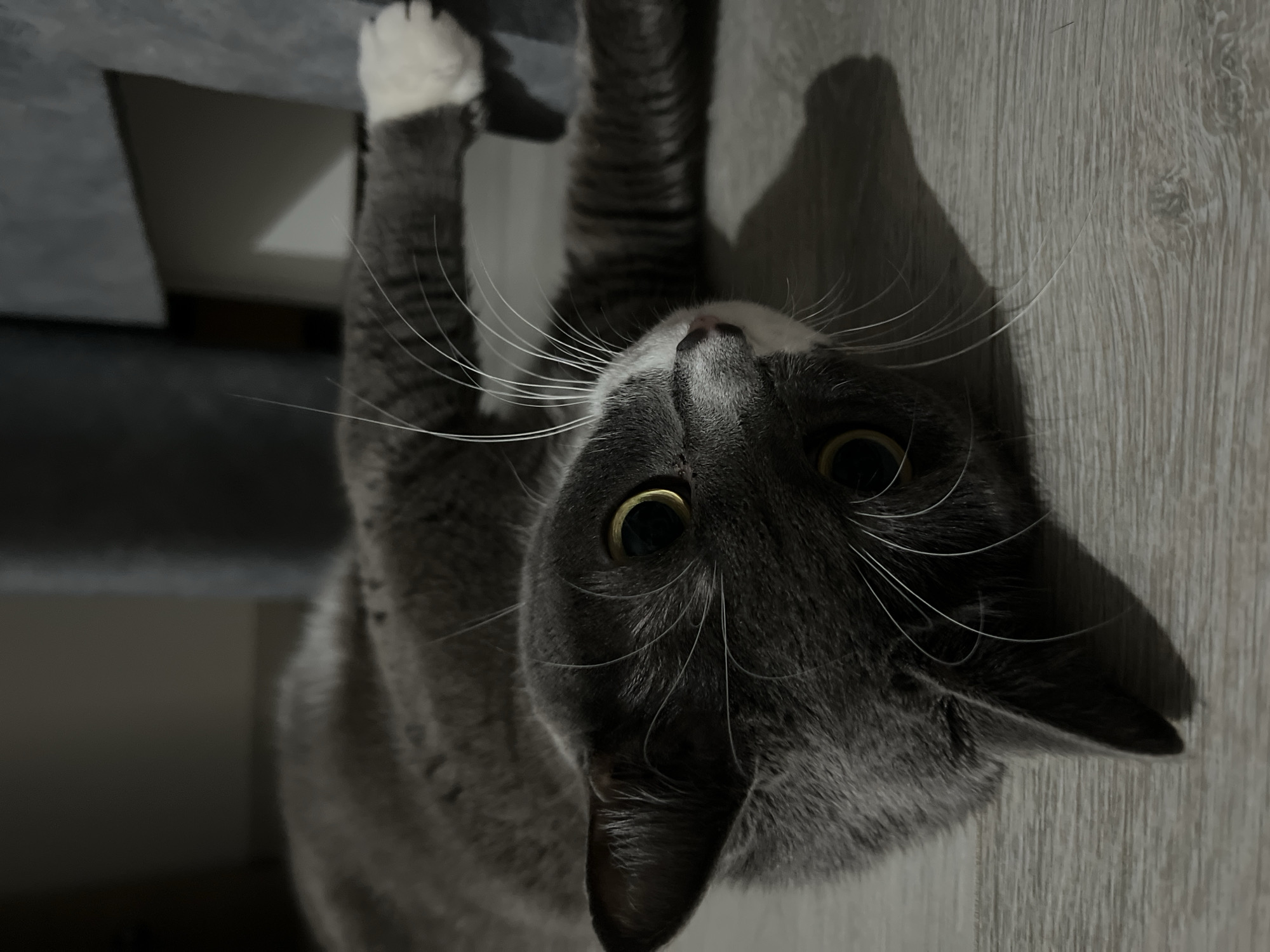 A gray and white cat is lying upside down in an indoor setting. The cat has golden eyes and white whiskers. It is holding onto an unknown object with its white-tipped paw. The background is a light-colored wooden floor and a gray object. The location is unknown and cannot be identified as Tyumen, Russia.
