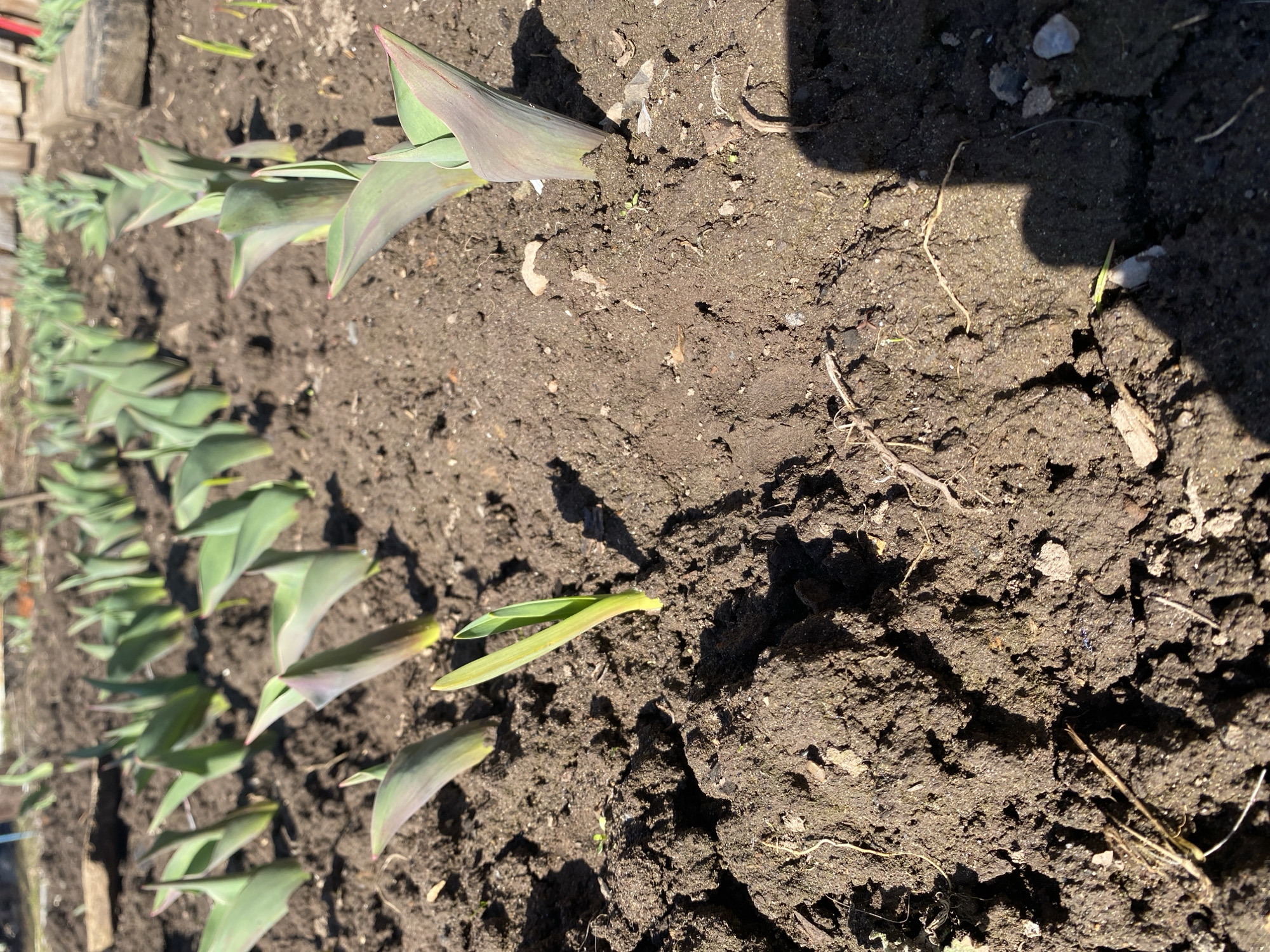 The image shows a row of young tulip plants emerging from dark brown soil. The leaves are green with some exhibiting reddish or purplish edges, suggesting a particular cultivar. The plants are lined up along a garden bed, possibly bordering a wooden plank or structure on the left side of the frame. The soil appears cracked and somewhat dry. The composition is predominantly earth-toned, with the green leaves offering a contrast. There are shadows cast on the soil, likely from the sun or nearby objects. The exact location cannot be confirmed without additional information.