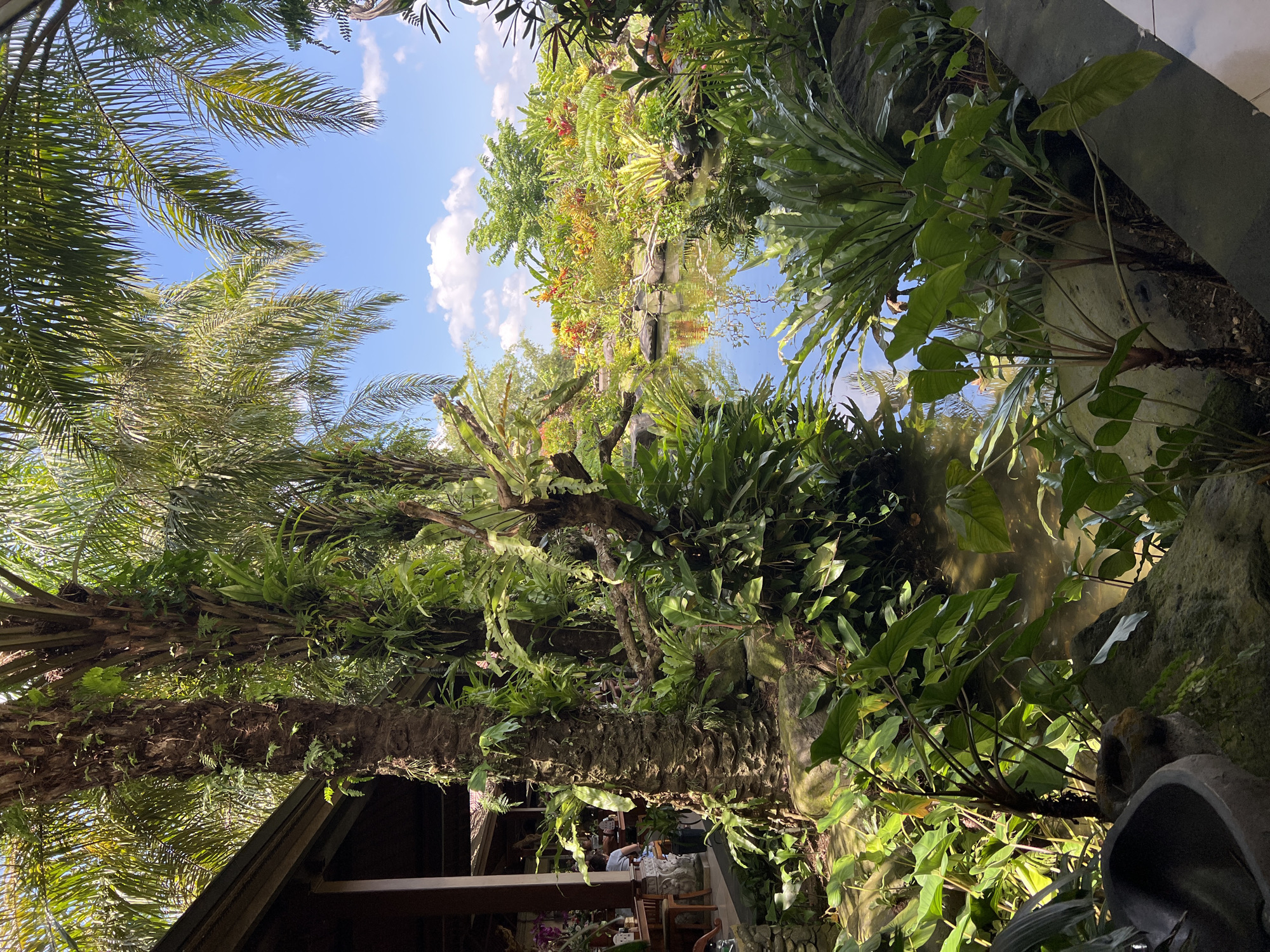 The image depicts a lush, tropical scene in Kedewatan, Indonesia, likely a garden or outdoor dining area. The view is oriented upwards, revealing a canopy of palm trees and various other tropical plants against a blue sky with scattered clouds. A body of water is visible, reflecting the vegetation. The base of a palm tree is heavily covered in ferns and other epiphytes. Beneath the canopy, a partially visible structure with a wooden roof suggests an outdoor seating or dining area, with people seated at tables. Various stone-like rocks are located within the vegetation.