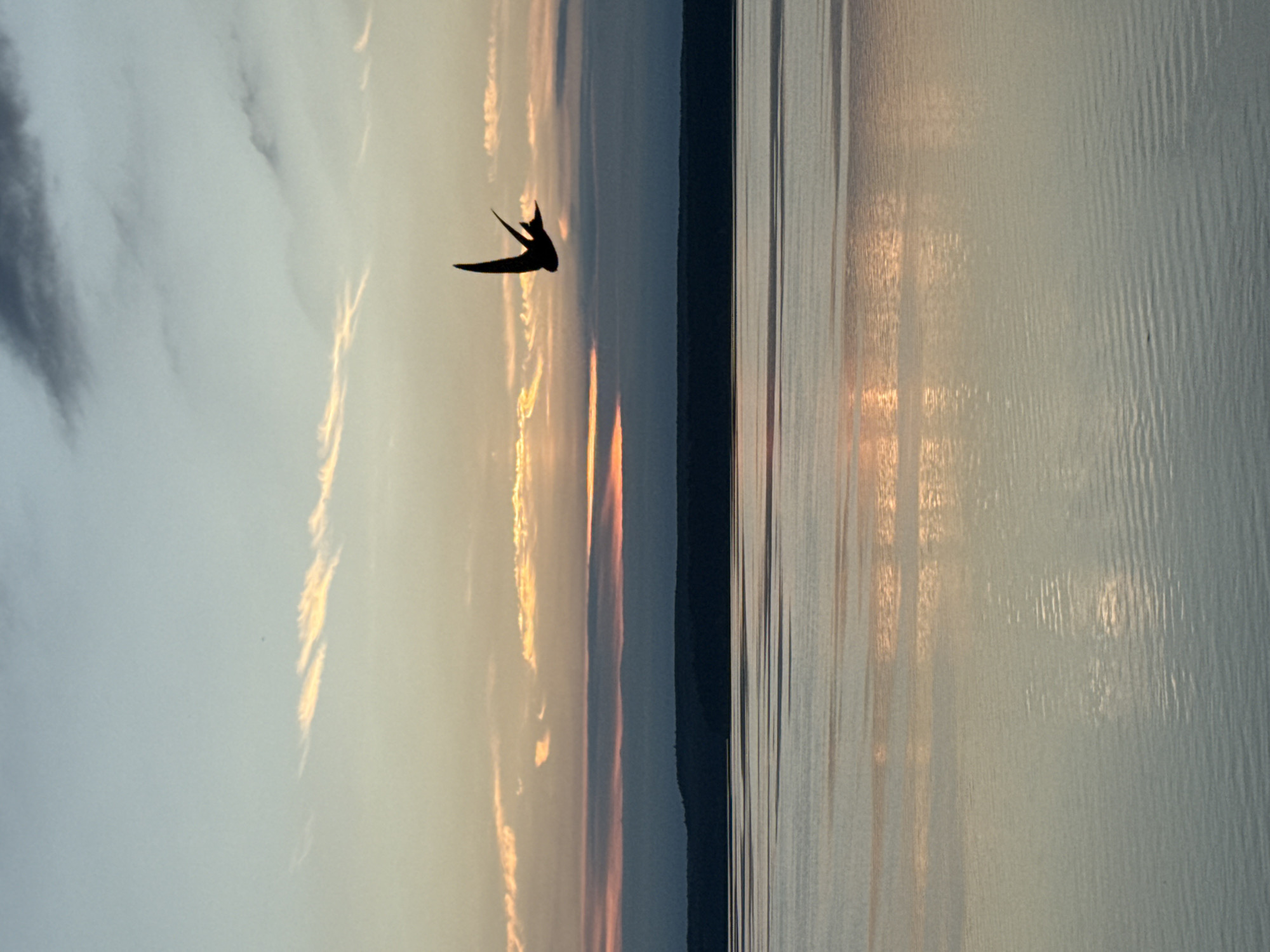 This image captures a serene sunset over a body of water, likely the Kama River or the Votkinsk Reservoir, near Votkinsk, Russia. The sky is a canvas of soft hues, transitioning from a pale blue at the top to warmer tones of orange and pink closer to the horizon, where thin, wispy clouds are illuminated by the setting sun. A lone bird, silhouetted against the sky, is in mid-flight, its wings outstretched. Below the sky, a dark, undulating horizon line suggests distant land. The foreground is dominated by the calm water, reflecting the colors of the sky and creating a mirror-like surface with subtle ripples. The overall impression is one of tranquility and natural beauty.