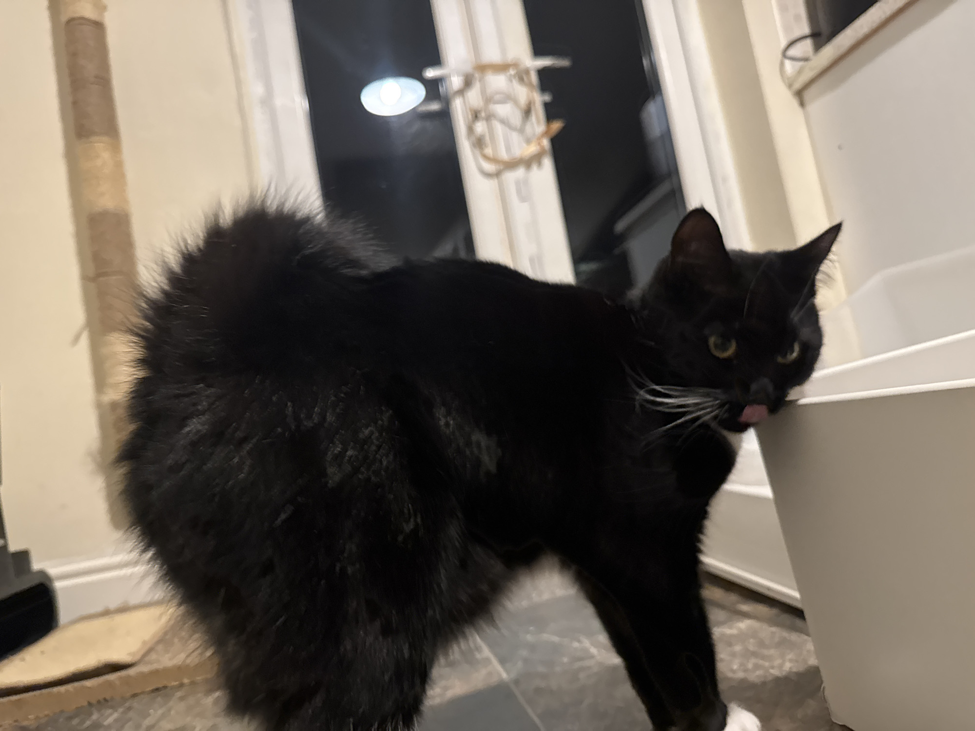 A black cat with white whiskers and one white paw is in a room. The cat's fur is puffed up on its back. It is standing next to a white container, and its tongue is sticking out slightly. In the background is a scratching post for the cat, a doorway or window with a light visible outside, and a white surface that could be a countertop. The photo was taken indoors in what appears to be Desborough, United Kingdom.