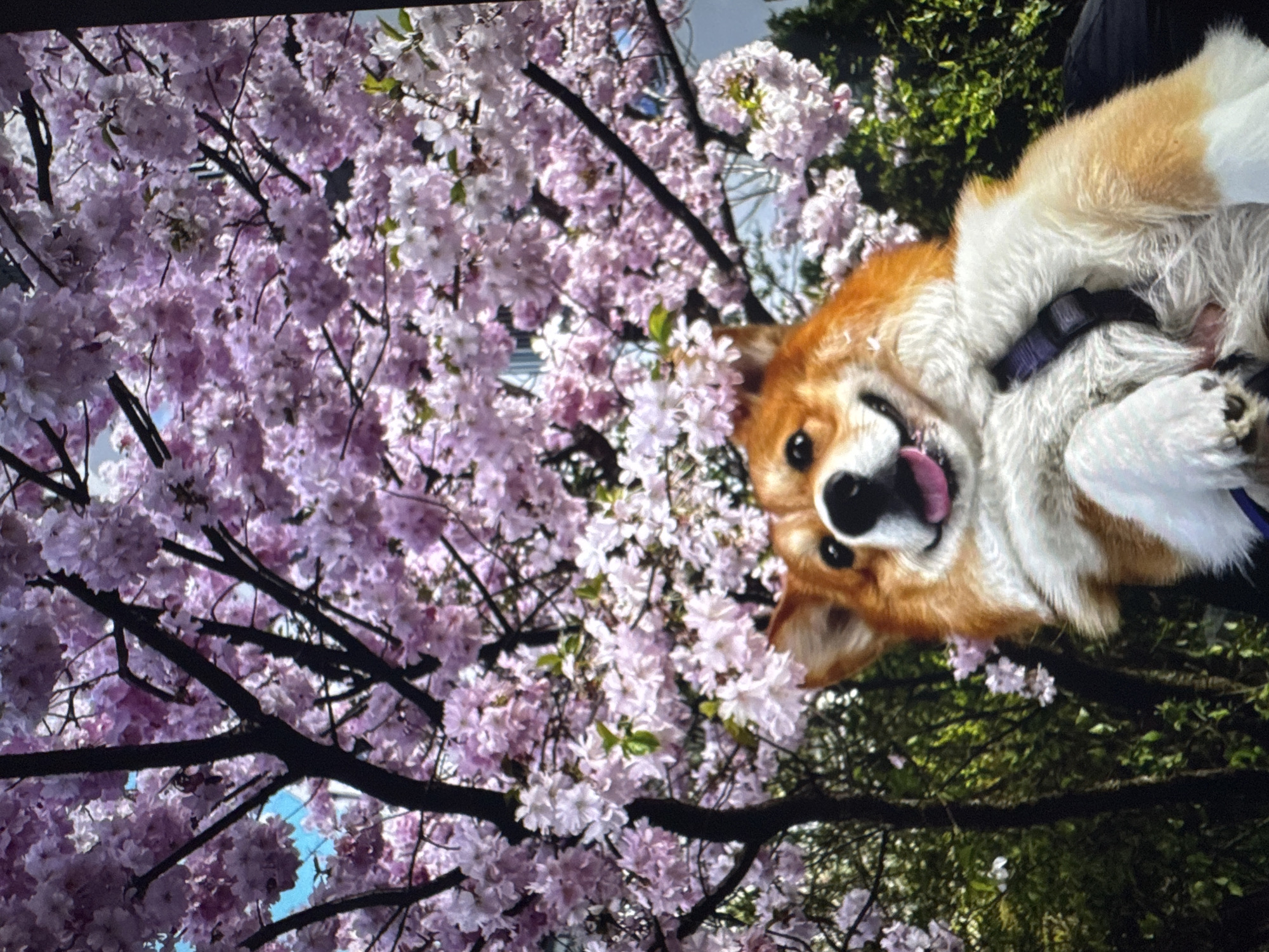 A Welsh Corgi with orange and white fur is photographed outdoors, appearing to be held or carried by someone out of frame. The dog has its tongue out and is looking directly at the camera with a happy expression. The Corgi is wearing a purple harness. Behind the dog, a tree with abundant pink blossoms, likely cherry blossoms, fills the background. The branches of the tree are dark and prominent against the soft pink flowers. The sky is visible in patches through the blossoms. The overall scene suggests a pleasant spring day. The image is a close-up of the dog and the flowering tree.