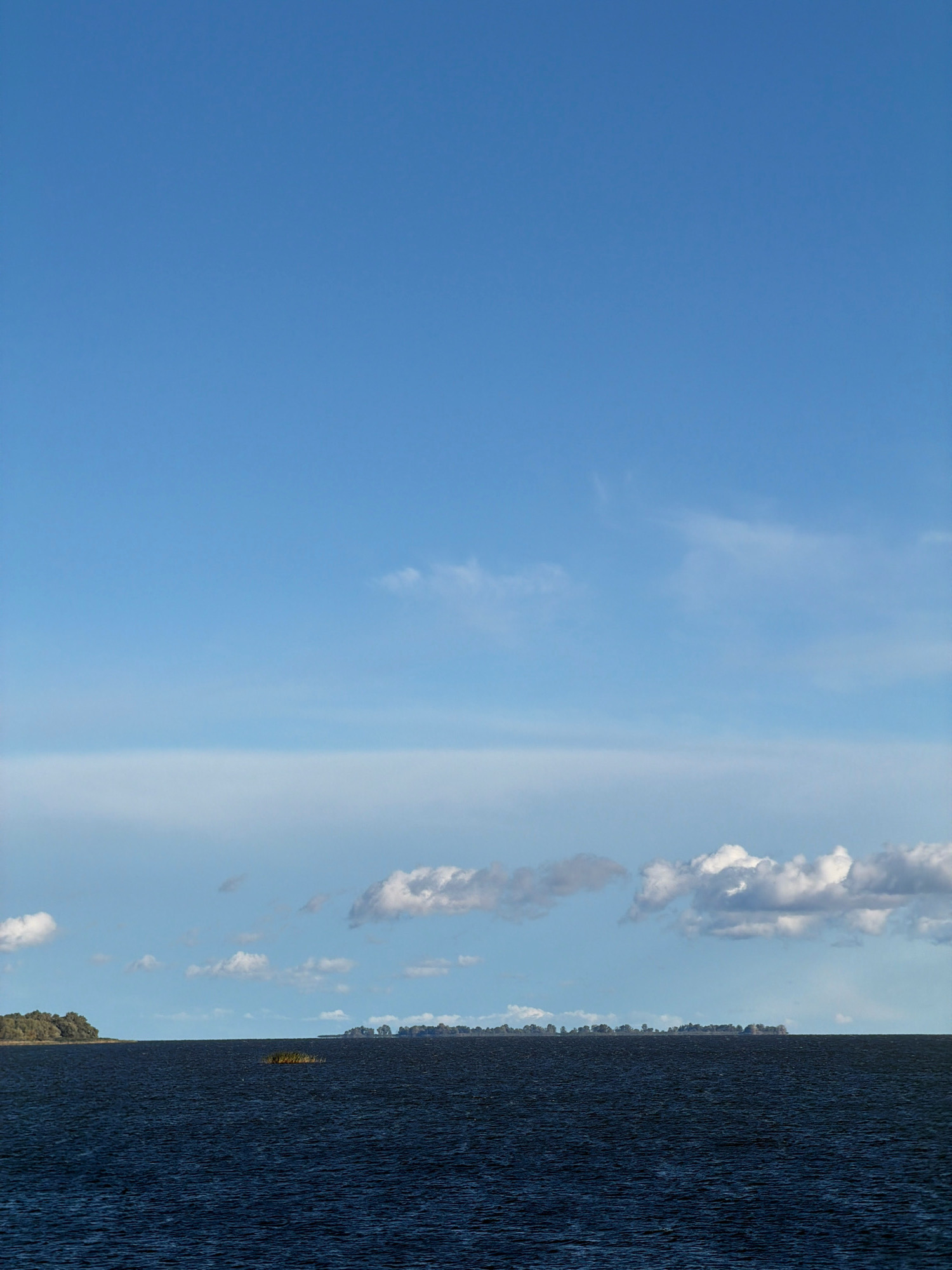 A wide shot shows a dark blue body of water stretching across the foreground. In the midground, a thin line of land, dotted with trees, forms a distant horizon. A small cluster of reeds emerges from the water in the center. The sky above is a gradient of light blue, with thin white clouds scattered across it. The scene appears to be outdoors, possibly in a natural setting like a lake or ocean, with no people or man-made structures visible beyond the distant treeline.