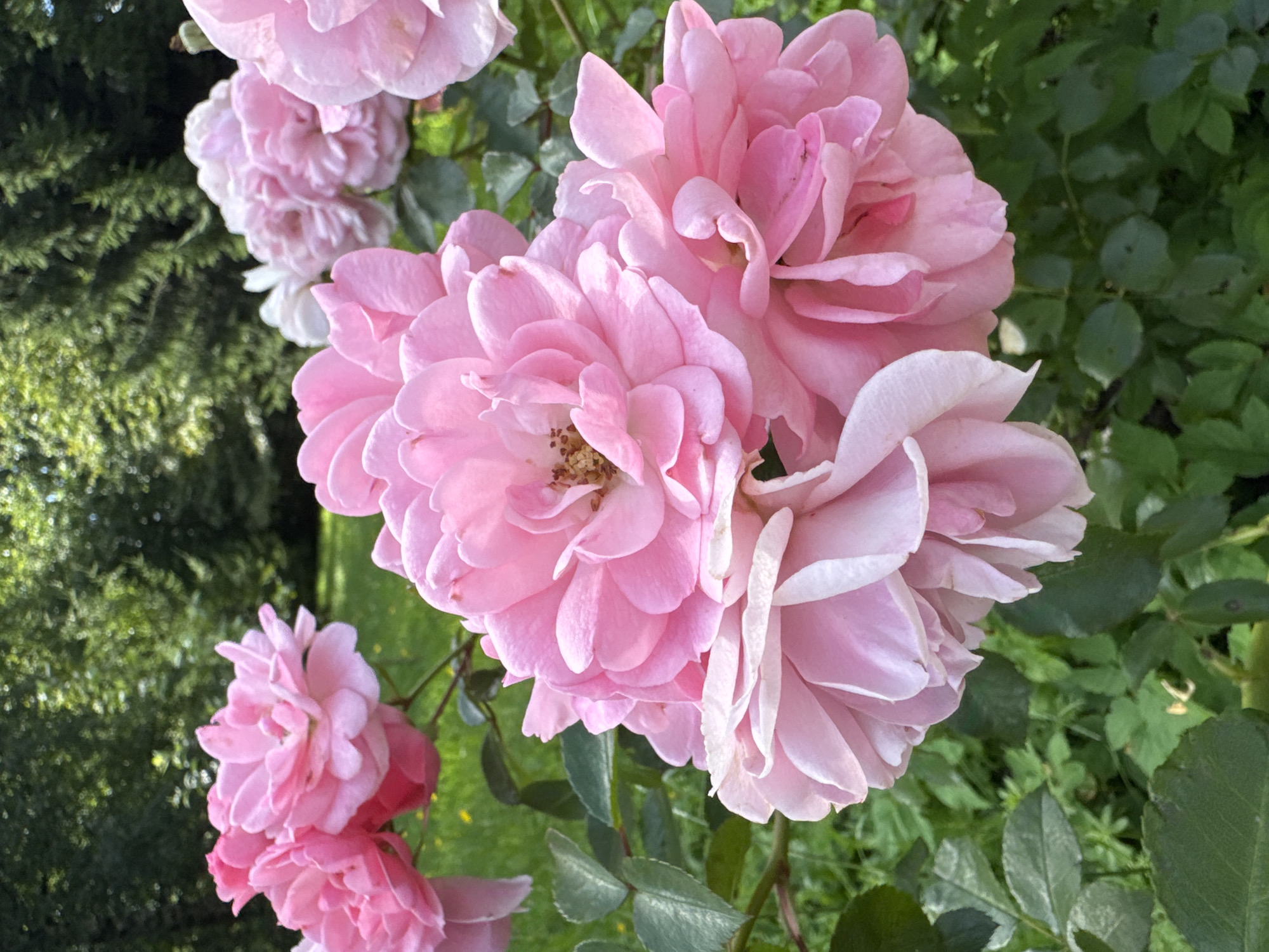 A cluster of light pink roses is in sharp focus in the foreground. The roses are fully bloomed and have many petals. Behind the roses, a blurred background shows green foliage and trees. The scene appears to be a garden or park setting, possibly in Sinyavino, Russia, given the context. There are no people or animals visible in the image, and no discernible actions or interactions are taking place. The lighting suggests it is daytime, with natural sunlight illuminating the flowers. The overall impression is one of natural beauty and tranquility.