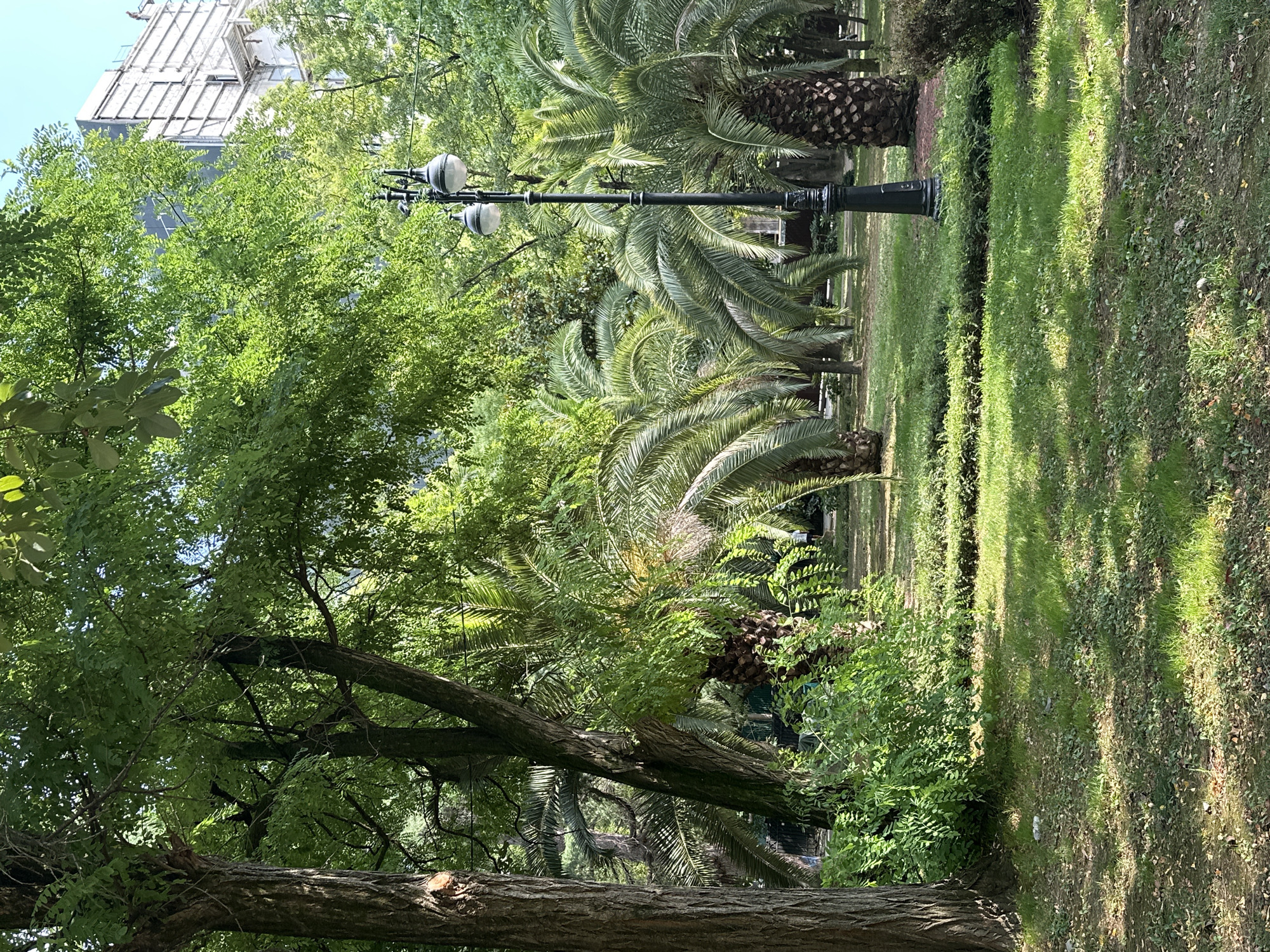 The image depicts a sunlit park scene in Sochi, Russia, featuring a variety of lush green vegetation. Dominating the foreground is a large tree trunk on the left, with a textured bark. To its right, a dense arrangement of palm trees with their characteristic fronds creates a tropical ambiance. A black, ornate lamppost with two spherical lights stands prominently in the mid-ground, positioned amidst the palm trees. The ground is covered in a mix of green grass, fallen leaves, and sparse vegetation. In the background, a partially visible building under construction, with scaffolding and a light-colored facade, rises above the trees, suggesting an urban setting. The overall impression is one of a well-maintained public space with a blend of natural and urban elements.