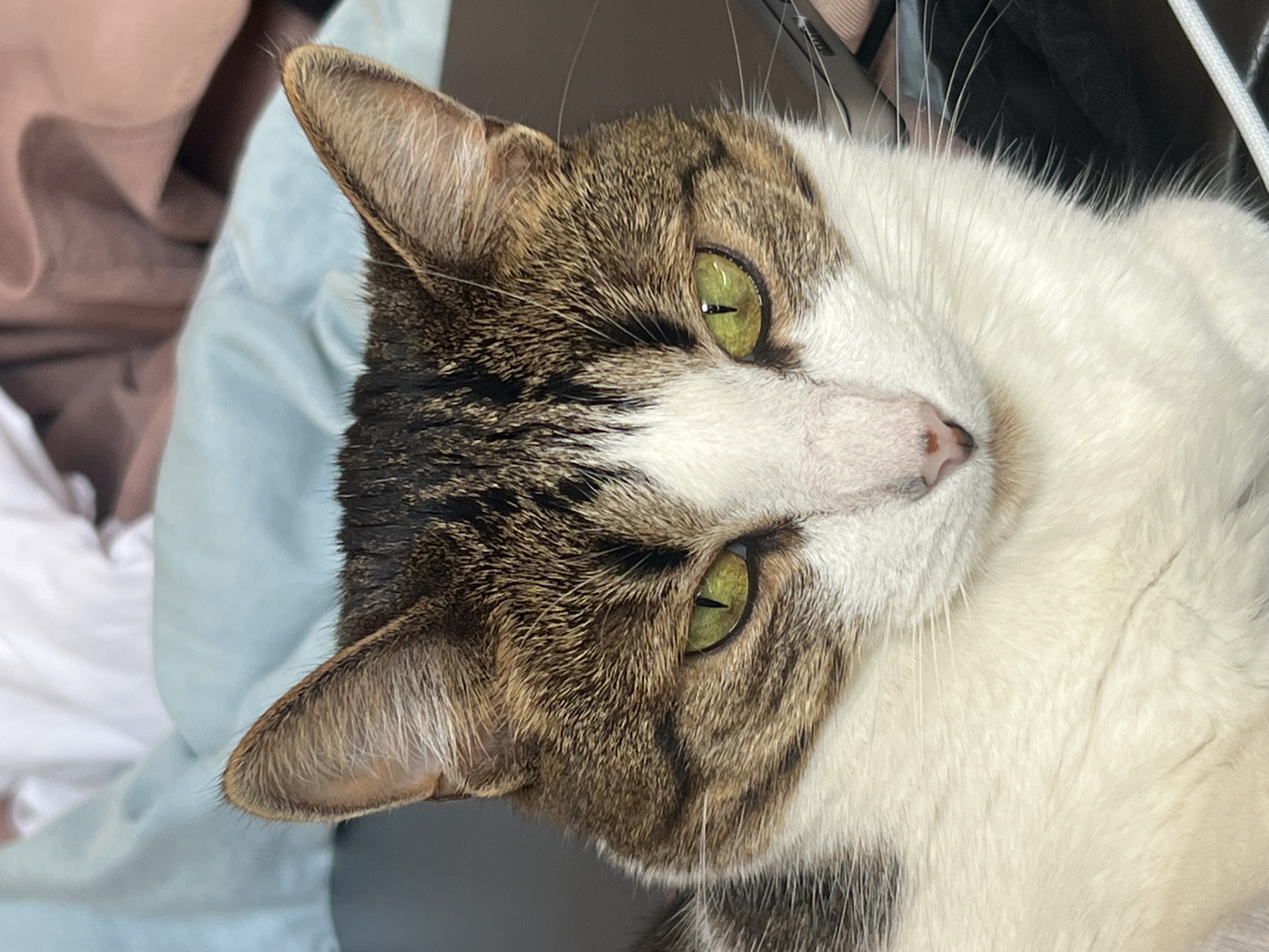 This close-up, high-angle media file shows a tabby and white cat lying on its side. The cat's head is tilted towards the viewer, with its green eyes open and looking alert. Its fur is a mix of brown, black, and white. The cat's left ear is visible, and its pink nose is slightly turned away. The background is softly blurred, with hints of fabric in light blue and white, and some darker tones that could suggest furniture or a laptop. The lighting appears to be indoor and soft. There is no discernible text in the image. The scene evokes a sense of calm and domesticity, typical of a pet in a home environment. The overall impression is of a content and curious feline captured in a candid moment.