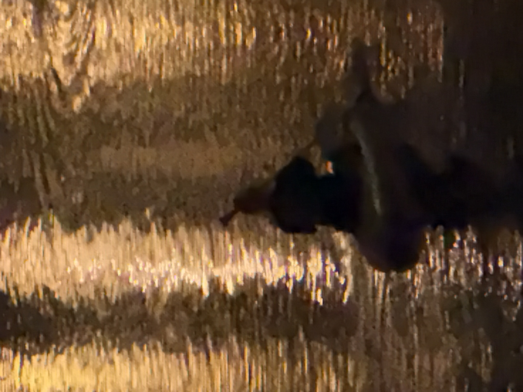 A person is in a raft on a body of water, possibly a canal, in Ghent, Belgium. The water reflects streetlights or other artificial light sources, creating a shimmering effect. The person appears to be using a paddle to navigate the raft. The overall scene is dark, suggesting it is nighttime. The raft is a dark color, and the person is silhouetted against the water's reflection. The resolution of the image is low, making it difficult to discern fine details.