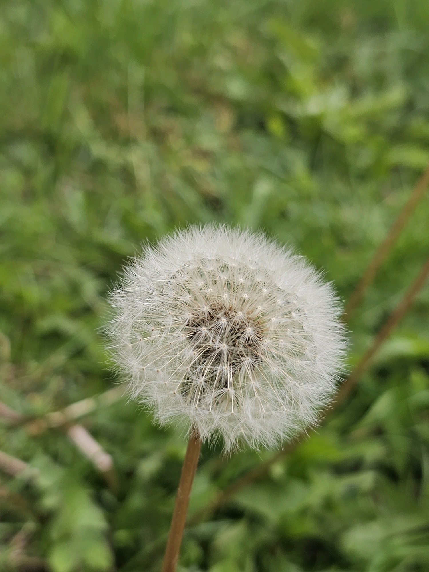 A close-up, vertical shot features a mature dandelion seed head, also known as a "clock," centered in the frame against a blurred background of green grass. The dandelion's fluffy white pappi are densely packed, radiating outwards from a central core. The stem of the dandelion is visible, a thin brown stalk extending downwards out of the frame. The grassy background suggests an outdoor setting, likely a park or meadow. No people or specific Moscow landmarks are identifiable in the image.