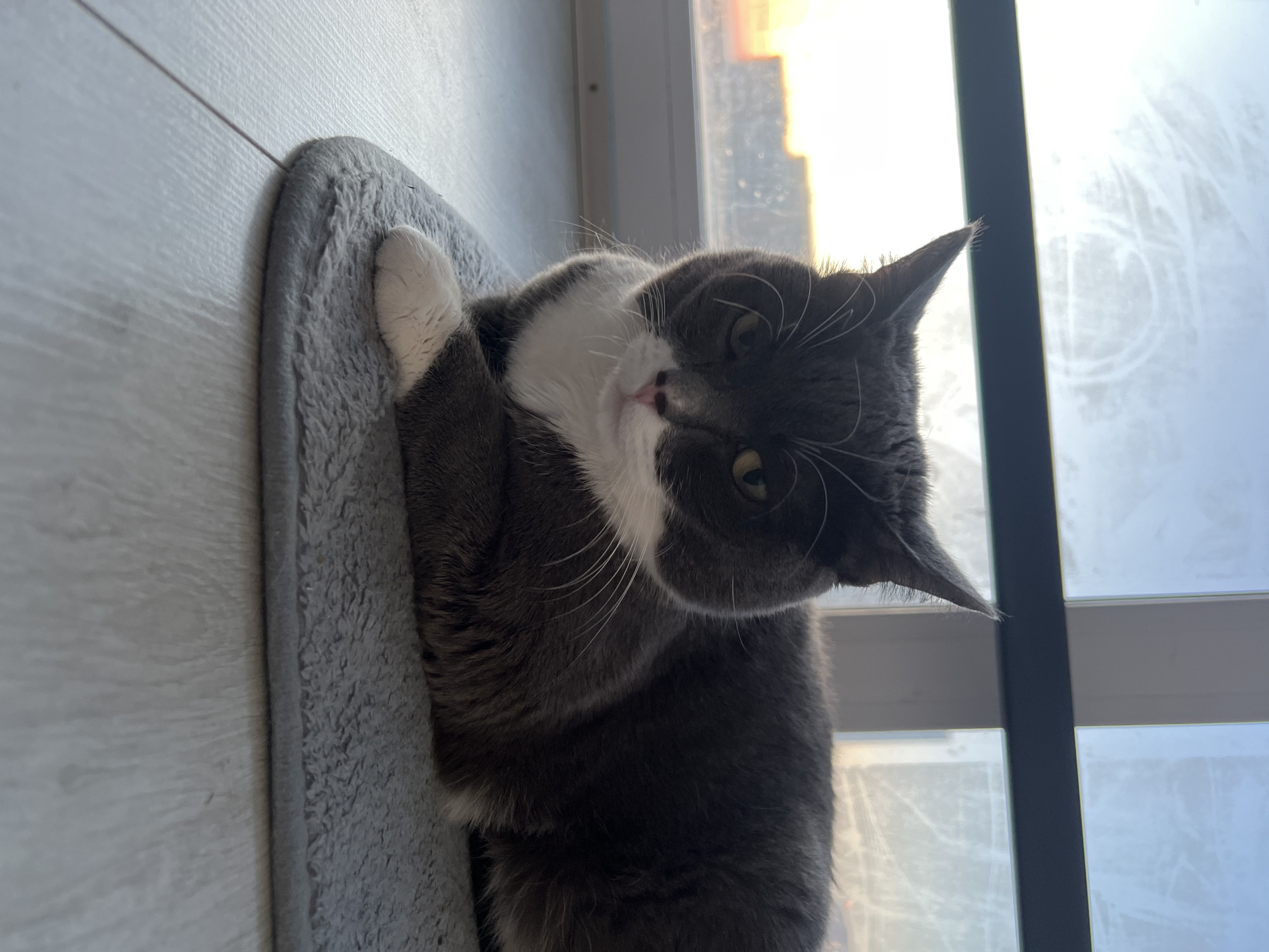 A gray and white cat is lying on a gray mat in front of a window. The cat is looking at the camera with a curious expression. The window is reflecting sunlight, and there are buildings visible outside, suggesting an urban setting. The location is the city of Tyumen, Russia. The floor appears to be light wood or laminate.