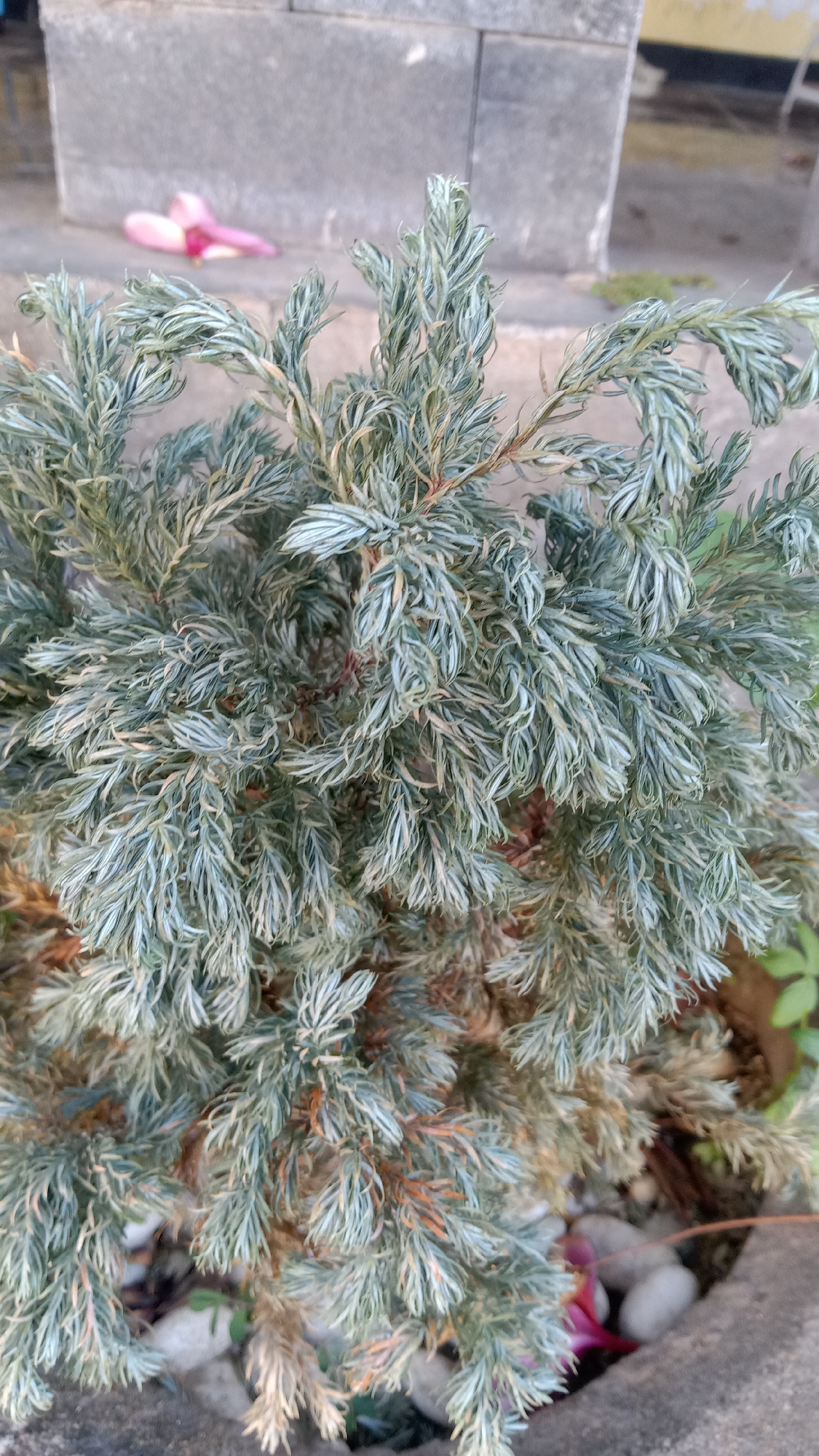 A medium shot captures a close-up of a blue-green coniferous plant in a grey pot. The plant's foliage is dense and feathery, with individual needles appearing delicate and slightly curled. Some parts of the plant show a brownish, dried-out appearance, indicating potential stress or natural shedding. In the blurred background, a grey concrete block structure is visible, with a pink flower petal lying on its surface. The ground beneath the plant is covered with small white pebbles and a hint of green foliage. The overall scene suggests an outdoor setting, likely in a garden or a courtyard, in Kediri City, Indonesia.