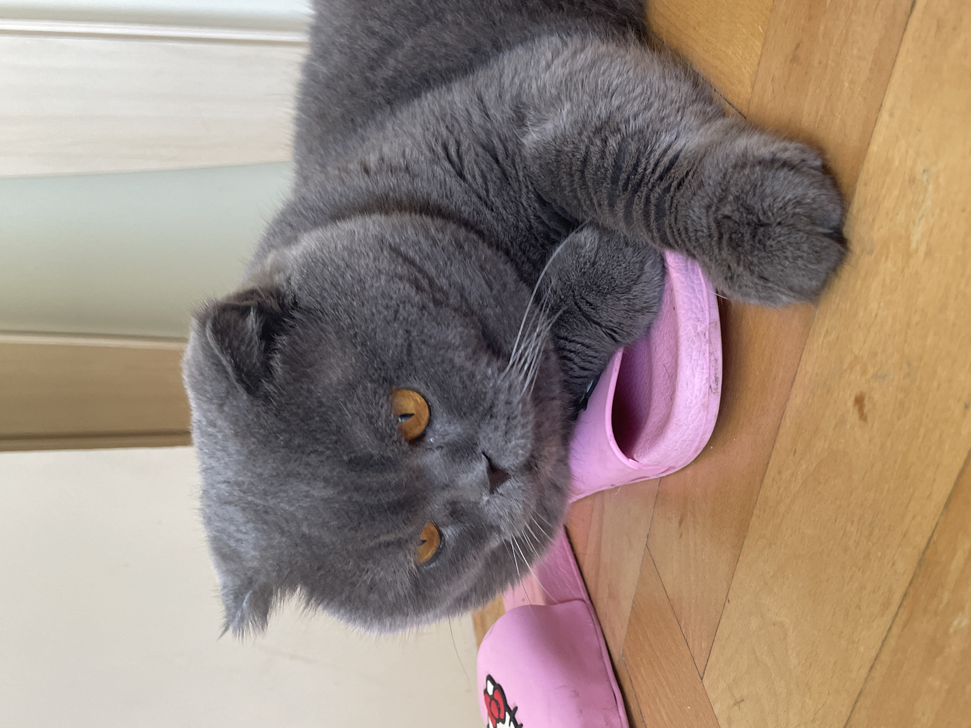 A gray cat with dense, short fur and striking amber-orange eyes is depicted lying on a light wooden floor indoors. The cat's head, facing the viewer, rests on a bright pink slipper. Its ears appear folded or flattened, characteristic of breeds like a Scottish Fold. Prominent white whiskers extend from its muzzle. One of its front paws is tucked near the pink slipper. The slipper features a partially visible red and white graphic on its upper surface, resembling a cartoon character. The cat's body, stretching out, occupies a significant portion of the frame, resting on the light brown wooden planks of the floor. In the upper left background, a light-colored wall with architectural molding or paneling is visible. The lighting is bright and even, suggesting an indoor daytime setting. The cat's expression appears calm and relaxed as it looks directly at the camera.