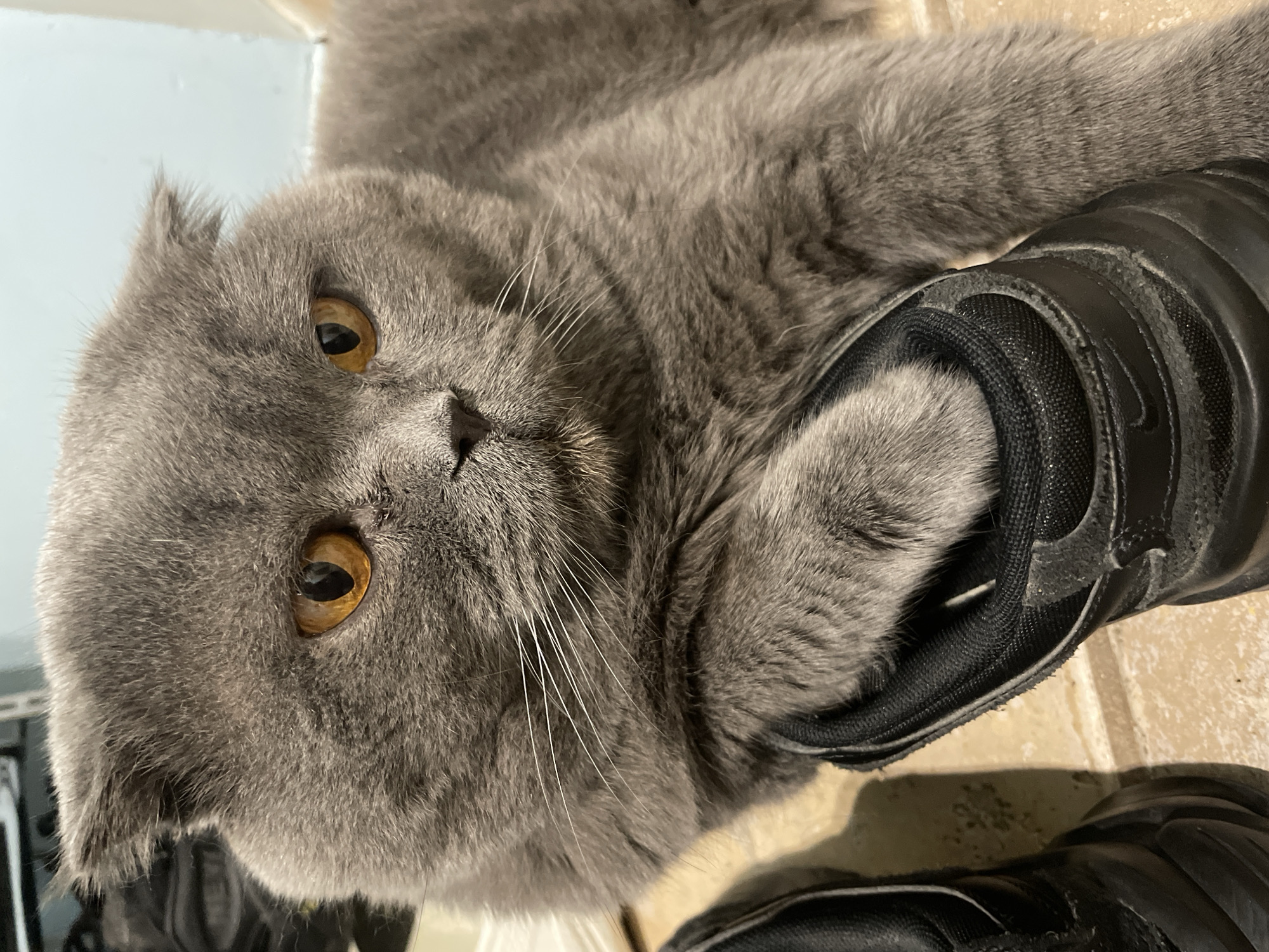 A gray Scottish Fold cat rests a paw on a black sneaker. The cat has amber eyes and short, folded ears. It lies on a beige tiled floor. The location is unknown.