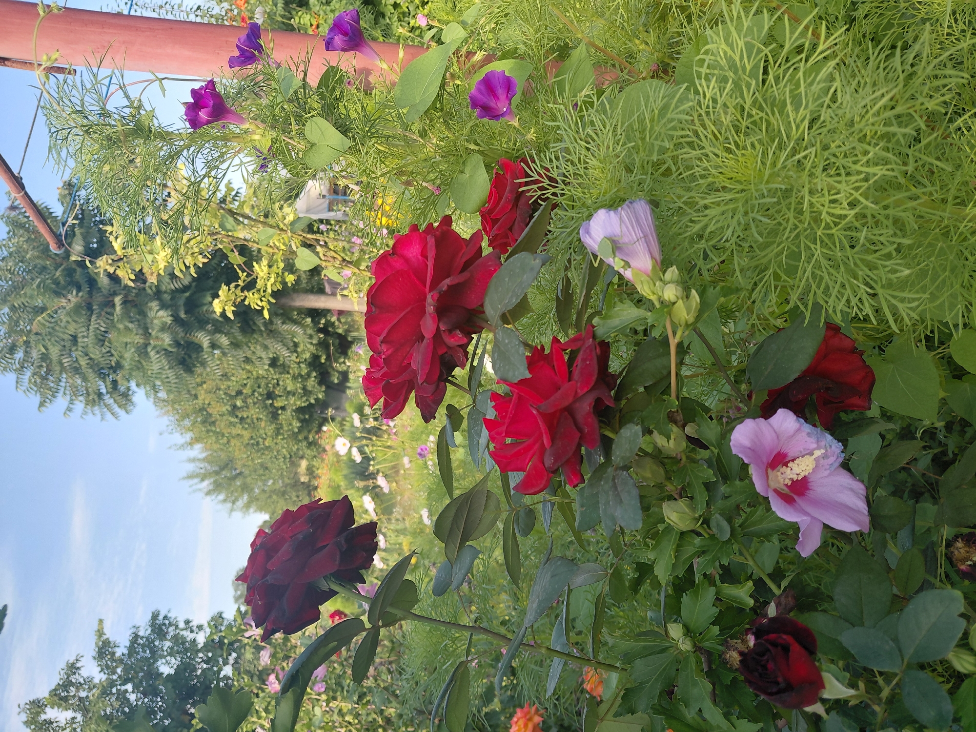 An outdoor medium shot captures a garden scene with various flowers and greenery under a bright sky with scattered clouds. In the foreground, several deep red roses are in bloom, with one large rose in focus on the left. To the right, a vine with delicate purple trumpet-shaped flowers climbs a reddish-brown pole. A light pink hibiscus-like flower with a yellow center is also visible on the lower left. The background is filled with lush green foliage, feathery plants, and some white and pink cosmos flowers, suggesting a well-maintained garden. The overall lighting indicates it is daytime, likely morning or afternoon. No people are present in the frame.