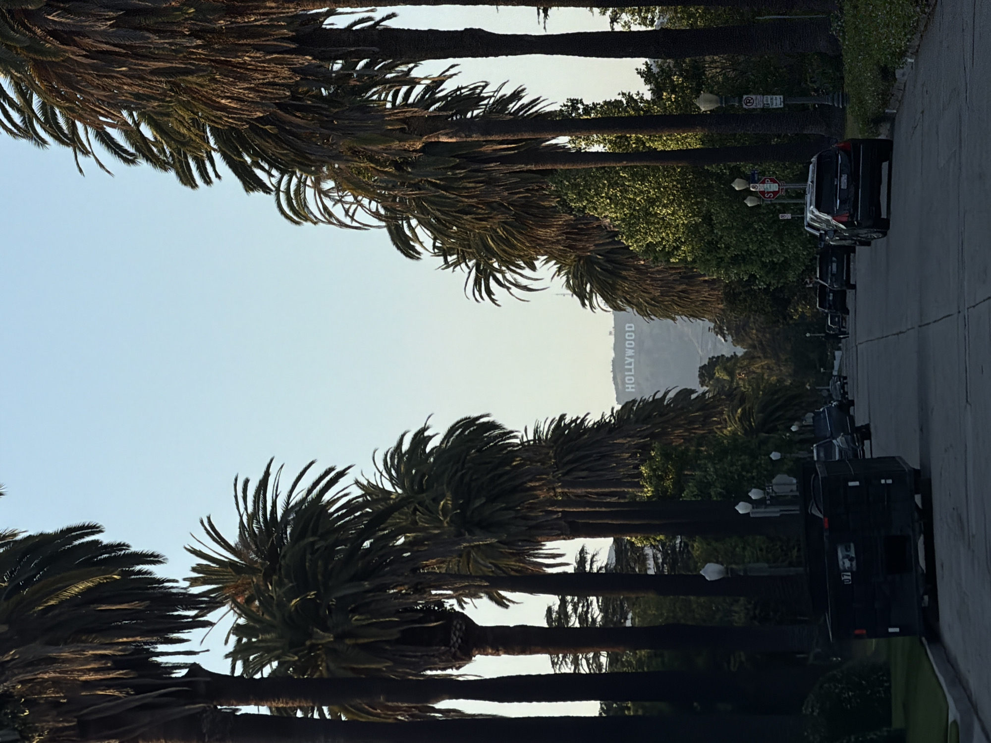 The image captures a street lined with palm trees in Los Angeles, California, USA. The Hollywood sign is visible in the background. Parked cars are seen along the right side of the street. Streetlights and trees fill the area between the street and palm trees on the right. Signage is visible next to a streetlight, including a stop sign and a no parking sign. The sky is clear and light blue.