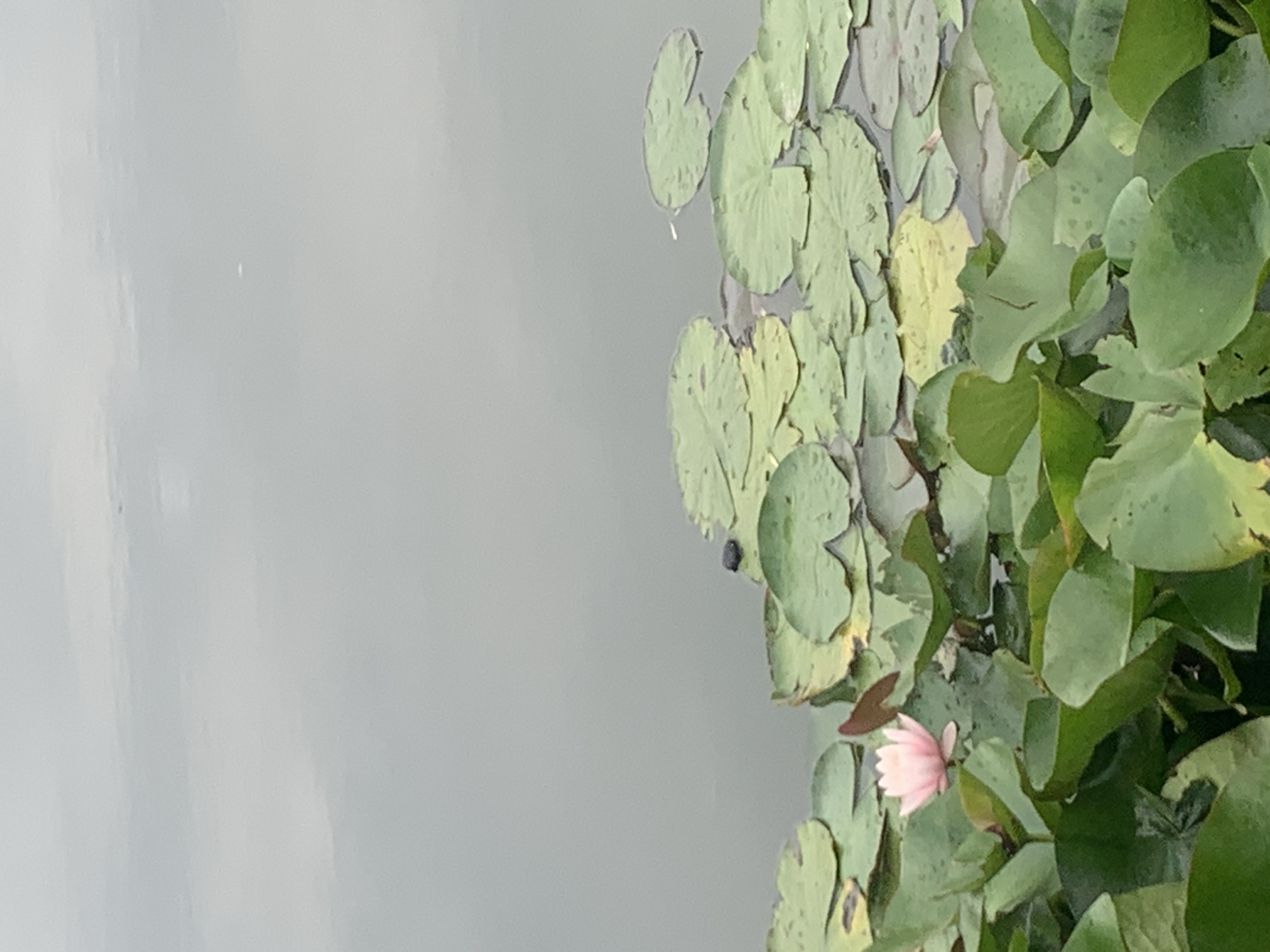 The image is a close-up shot of a pond filled with lily pads and one pink water lily. A small black object, possibly a beetle, is visible on one of the lily pads. The water is a muted gray, reflecting the overcast sky. The lily pads are a lush green, with some appearing lighter yellow, suggesting they are older or submerged. The scene is a natural element within the city of Kolomyia, Ukraine.
