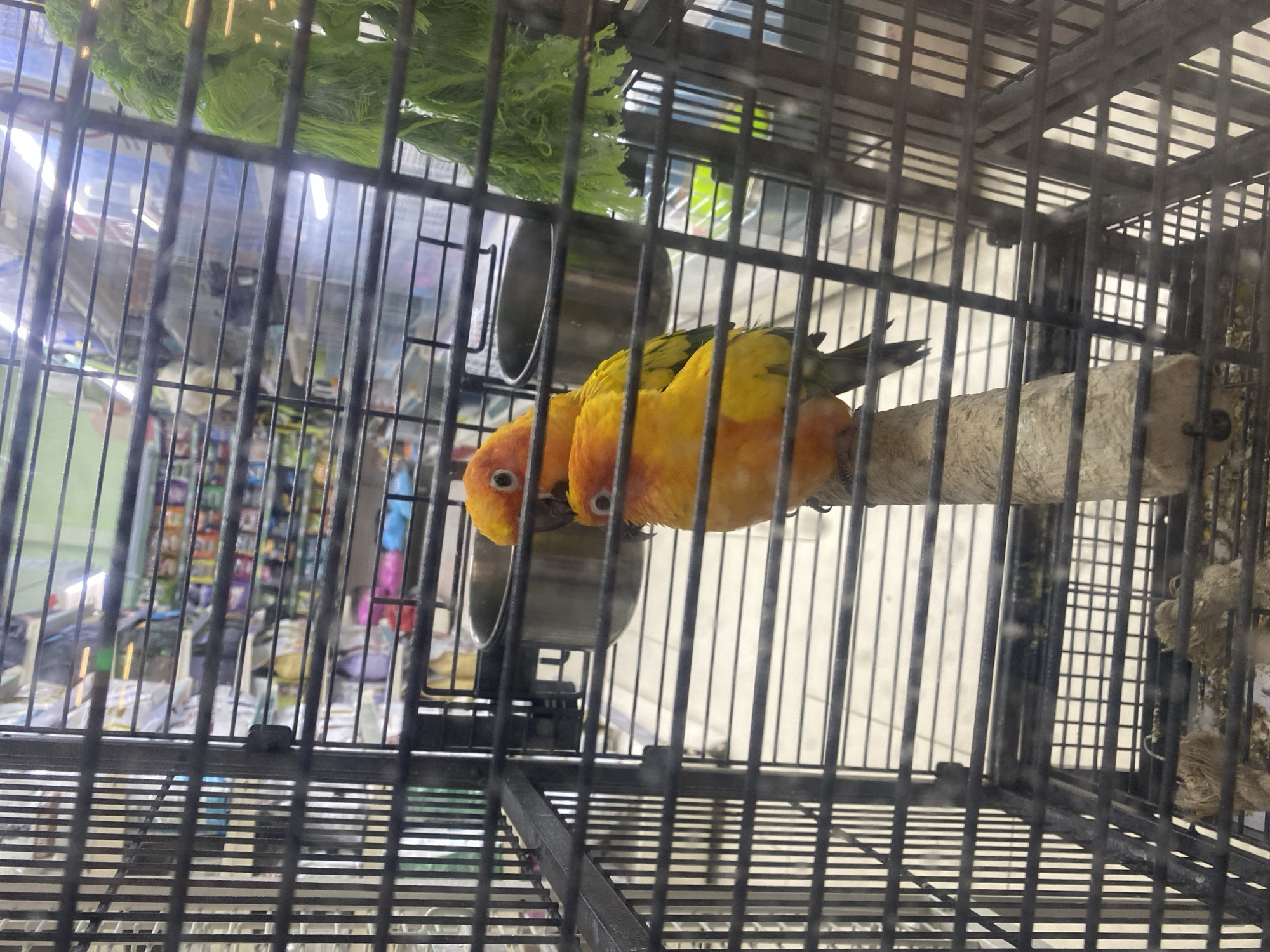 Two orange and yellow birds are perched on a wooden stick inside a black wire cage. A silver metal bowl is mounted on the side of the cage. Green toys hang from the top of the cage. The background shows blurry merchandise shelves. The location is possibly a pet store.