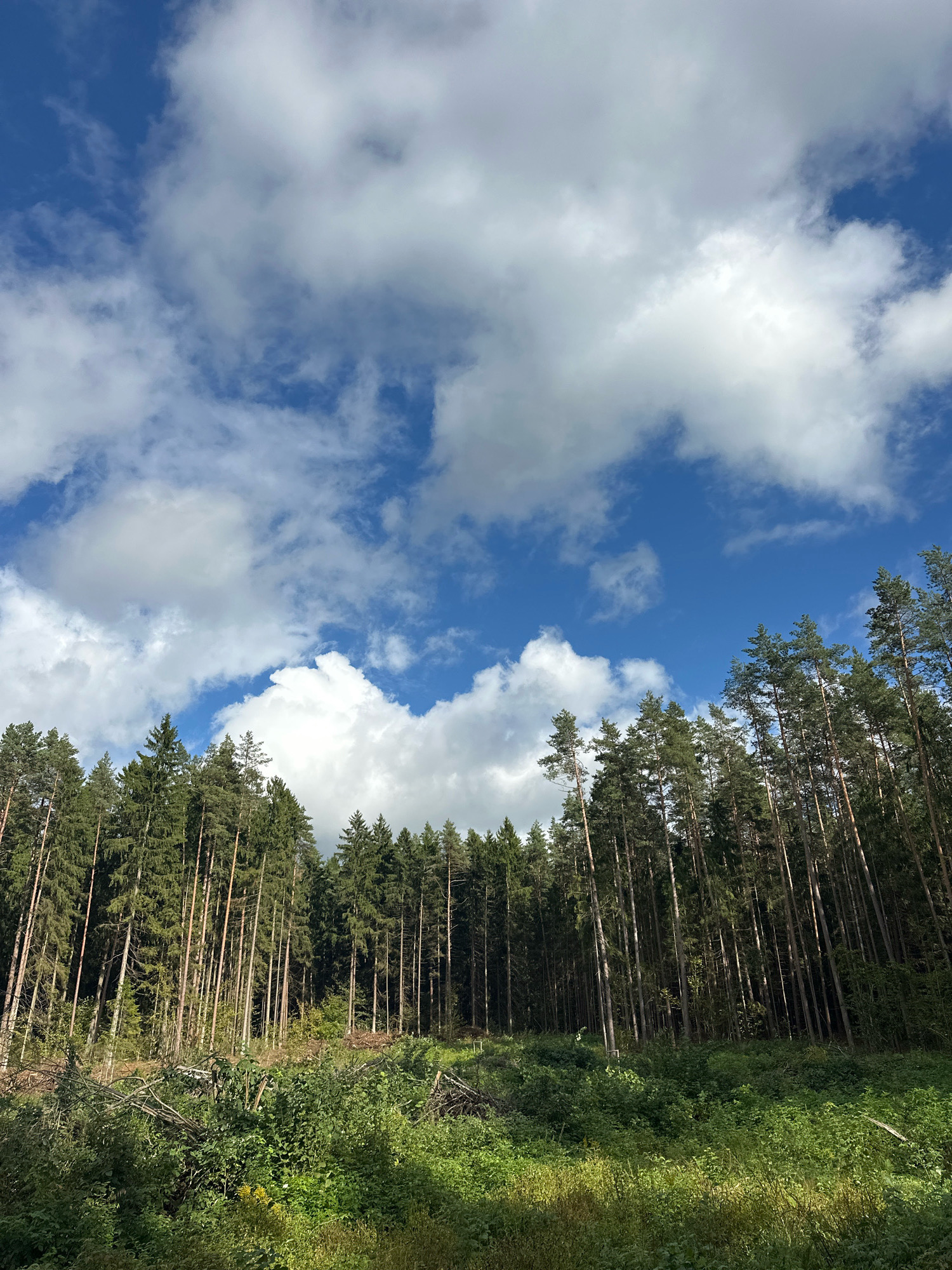 The image captures a forest scene with a bright blue sky filled with white, puffy clouds. Tall evergreen trees dominate the right side of the frame, forming a dense forest line. The foreground is a lush, green area with various plants and some fallen branches, indicating a natural, undeveloped environment. There are no people or animals visible in the image. The scene appears to be in a rural or natural setting, likely within the Калодзішчанскі сельскі Савет region of Belarus.