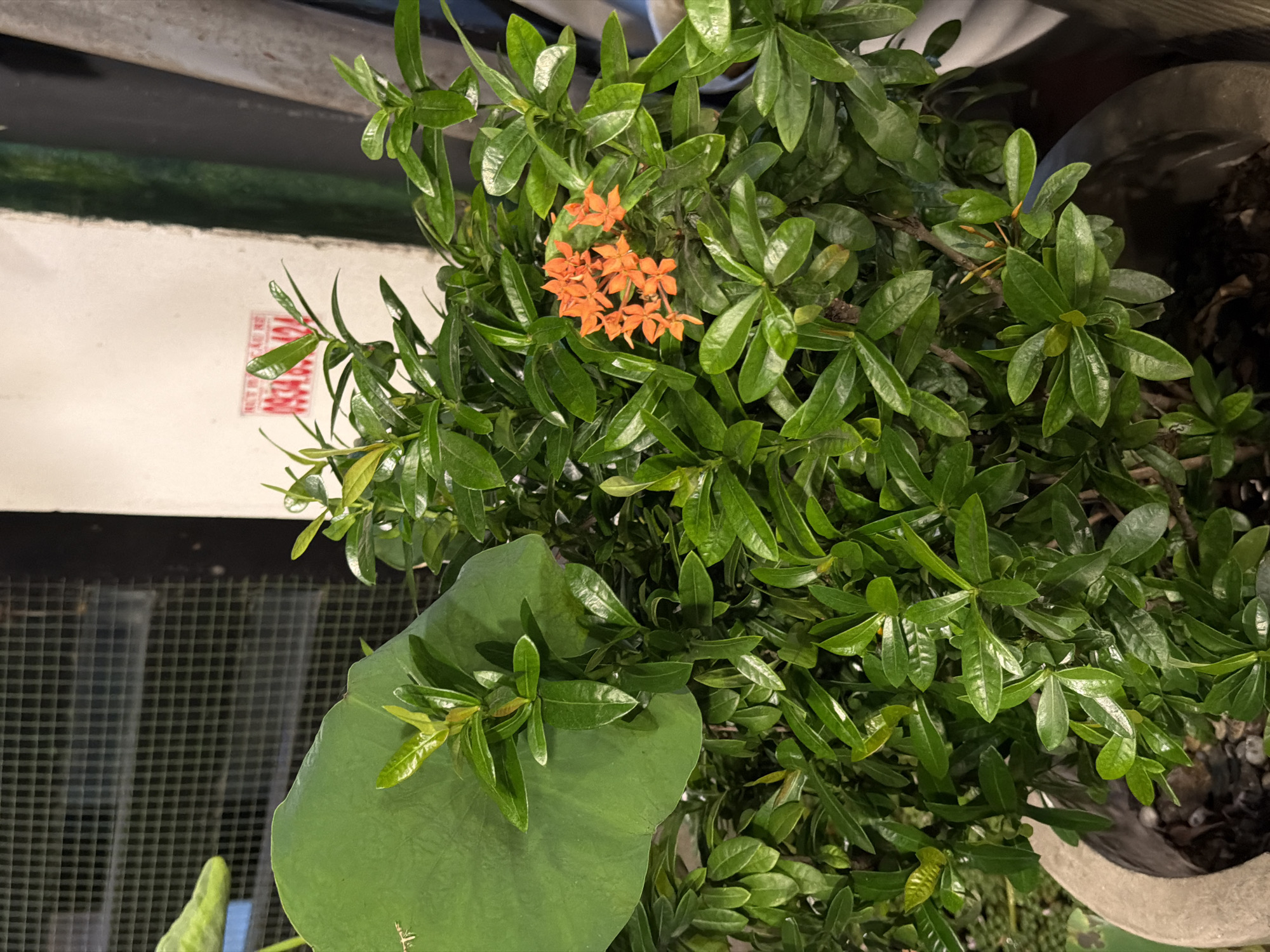 The image shows a potted Ixora plant with green foliage and clusters of small orange flowers. A large, rounded green leaf from another plant overlaps the Ixora. The Ixora is planted in a pot with a light grey finish. The background includes a white rectangular object with writing in a foreign language, a dark surface with a grid pattern, and glimpses of other foliage. The location cannot be determined from this image.