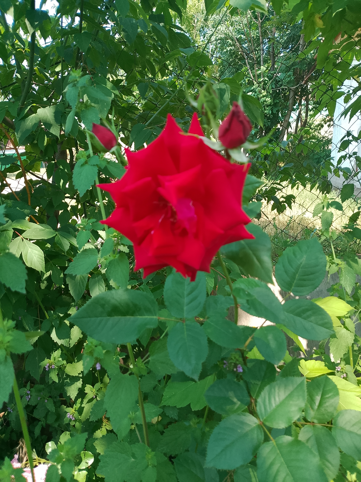 A close-up, slightly blurred shot of a vibrant red rose in full bloom dominates the center of the frame, its petals sharply defined against a backdrop of lush green foliage. Two rosebuds, one fully formed and the other partially open, are visible to the left and top-right of the main flower, respectively. The rose plant is situated outdoors amidst a dense tangle of green leaves and stems, with a chain-link fence and a sliver of a wooden fence visible in the background. The lighting suggests it is daytime, with sunlight filtering through the leaves, creating dappled shadows. There are no people or animals present in the image. The scene appears to be a garden or natural setting.