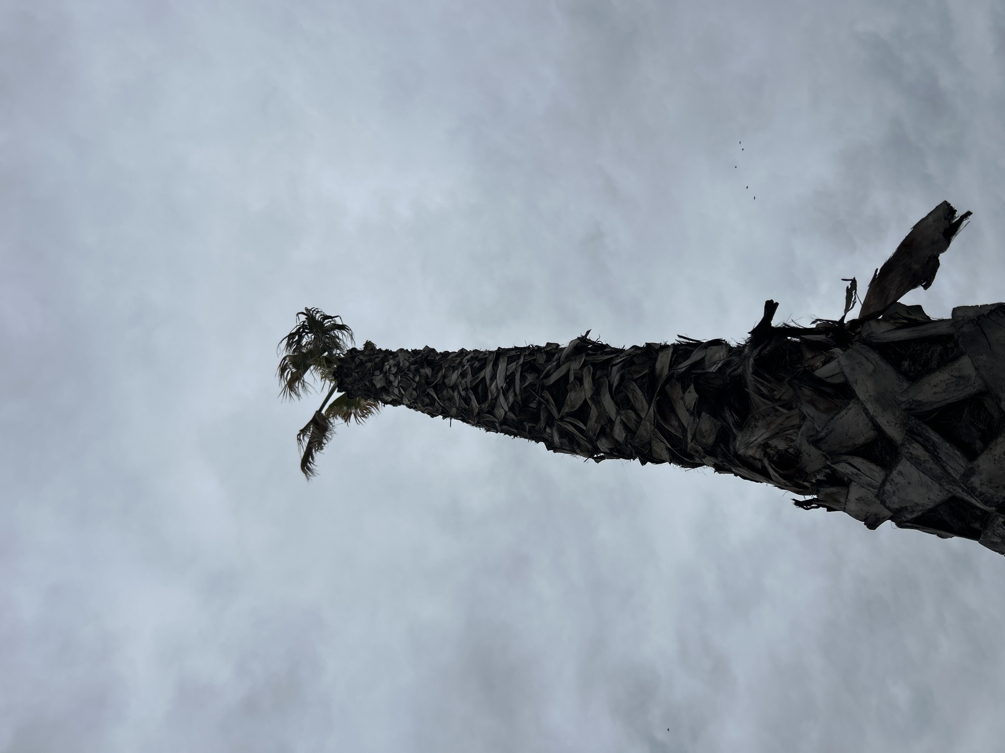 The image depicts a palm tree against a cloudy, overcast sky. The tree's trunk is covered in layers of dry, brown leaves. The fronds at the top of the tree appear sparse and weathered. Several birds can be seen flying in the upper-right quadrant of the scene. The photograph was taken from a low angle, looking upwards at the tree. Without further visual cues or information, pinpointing the exact location within Plovdiv, Bulgaria, is impossible.