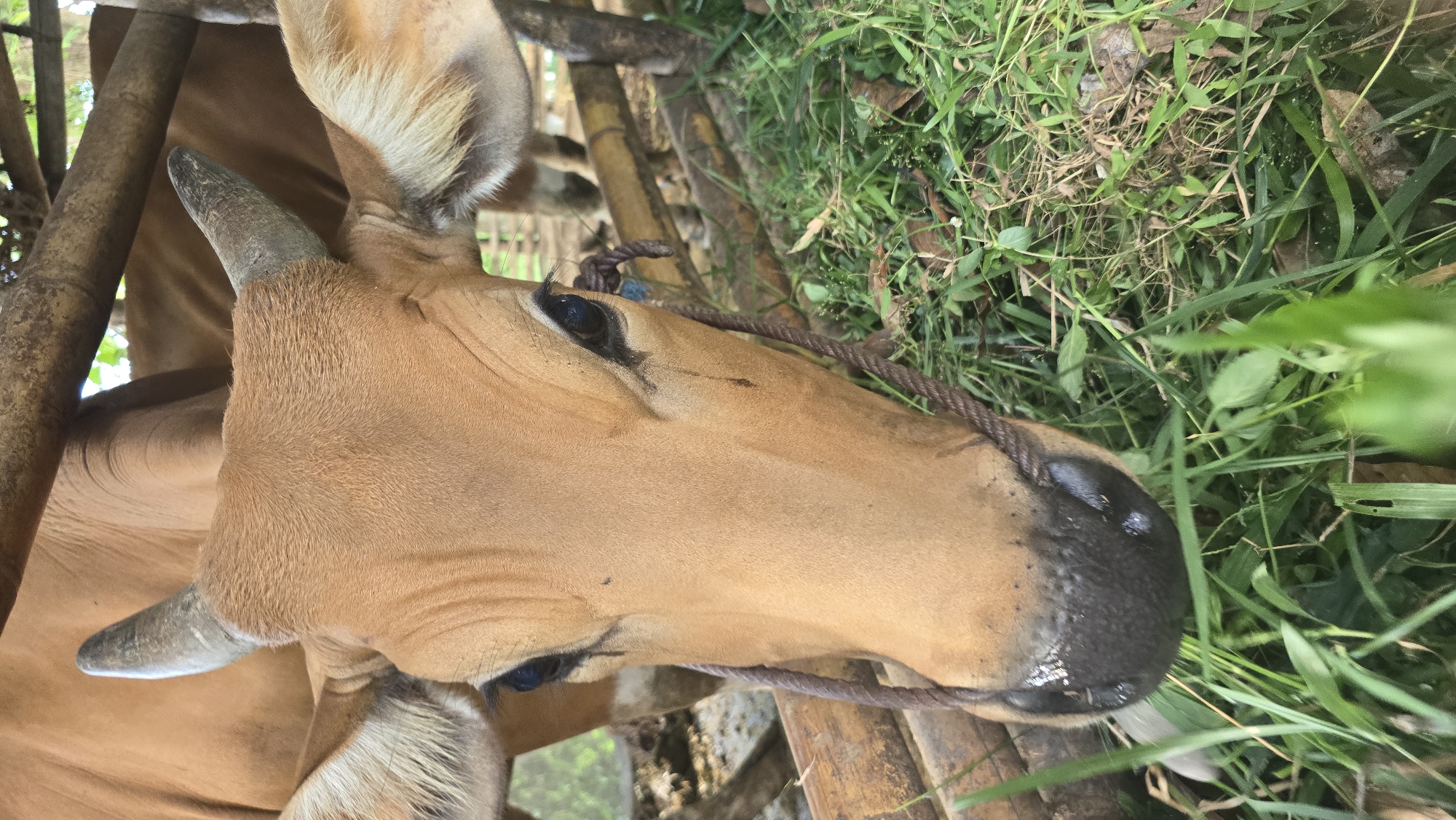 A close-up shot focuses on a brown cow's head in Seririt, Indonesia. The cow is positioned near bamboo structures, likely part of its enclosure. A coarse rope is secured around its muzzle. The cow's dark eyes are visible, and short horns protrude from its head. Lush green grass surrounds the animal.